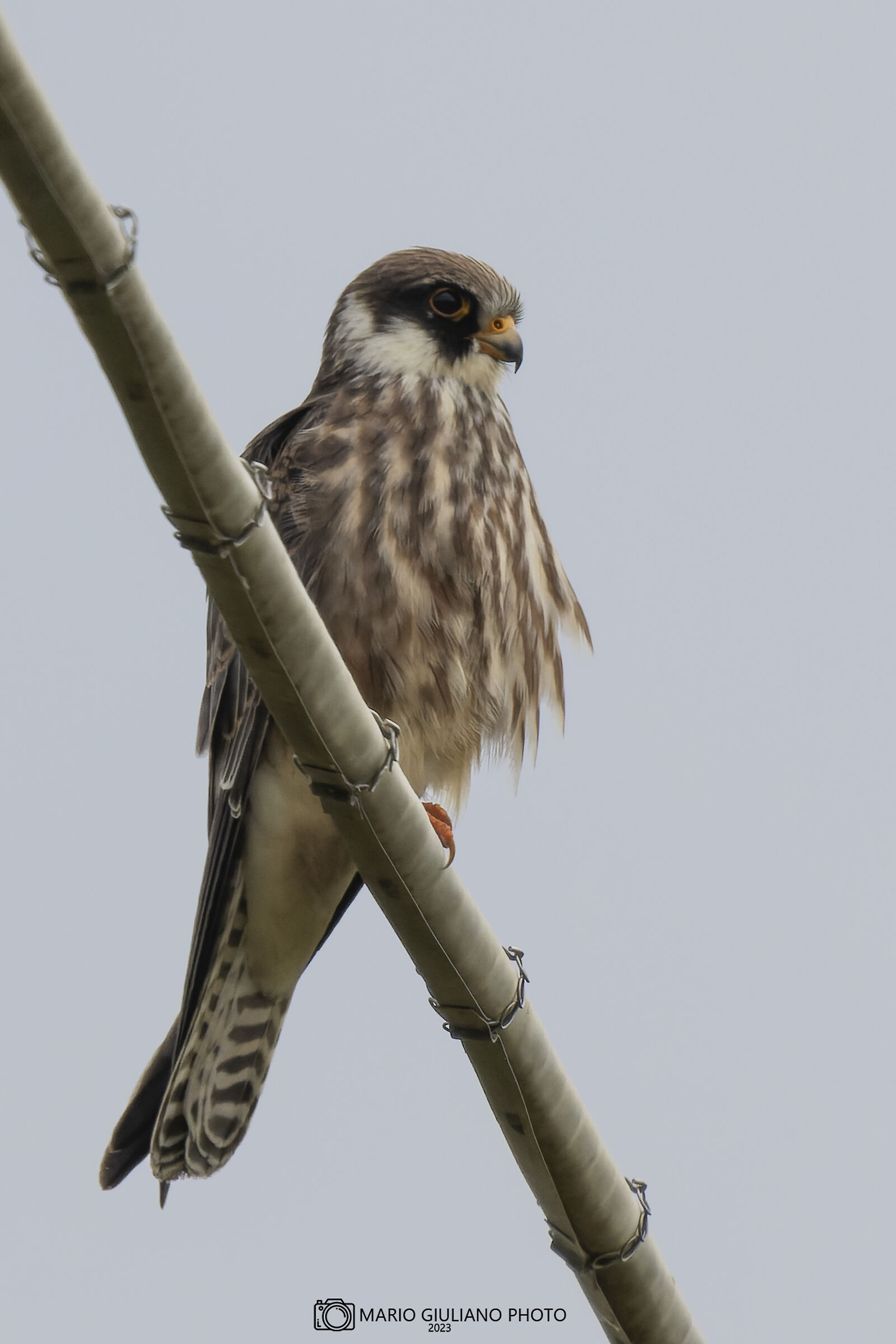 Eurasian hobby