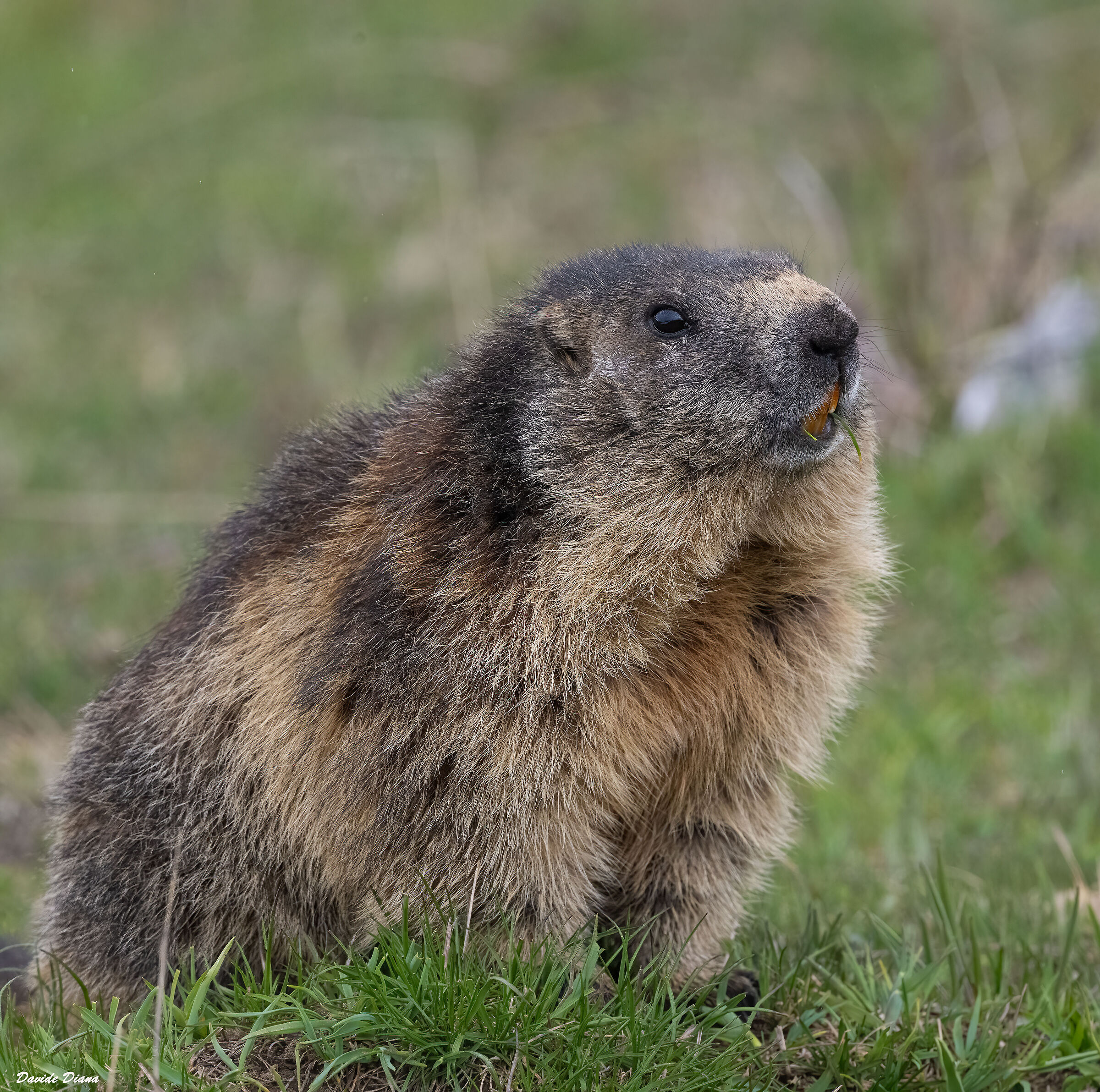 Marmot