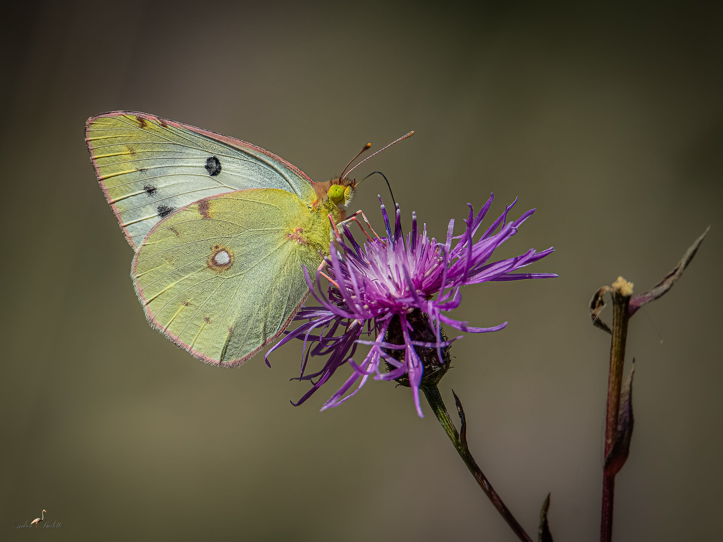 Colias crocea f. forma helice