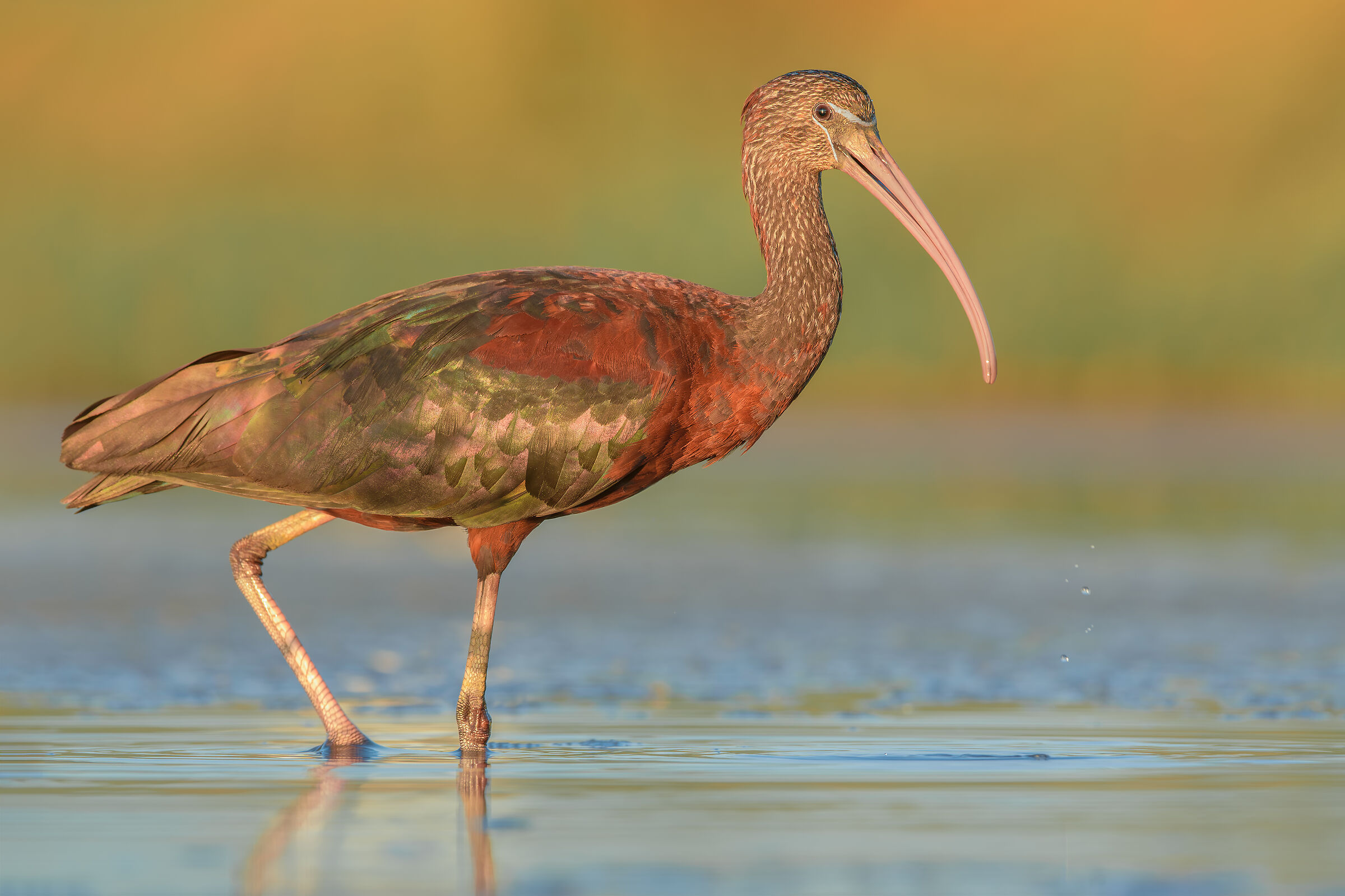 Glossy ibis
