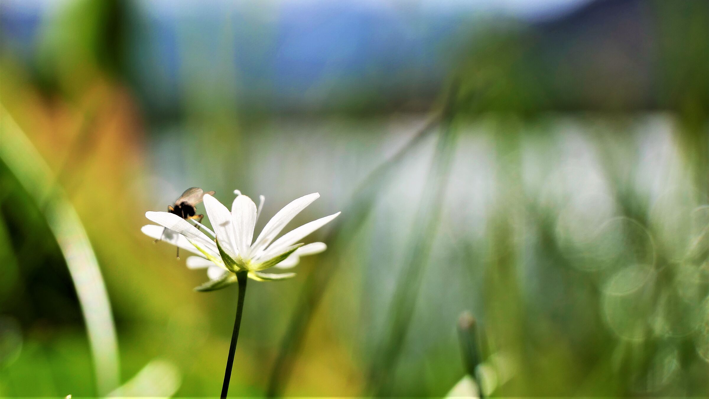 Incredibile bokeh in riva al lago con un 5.6