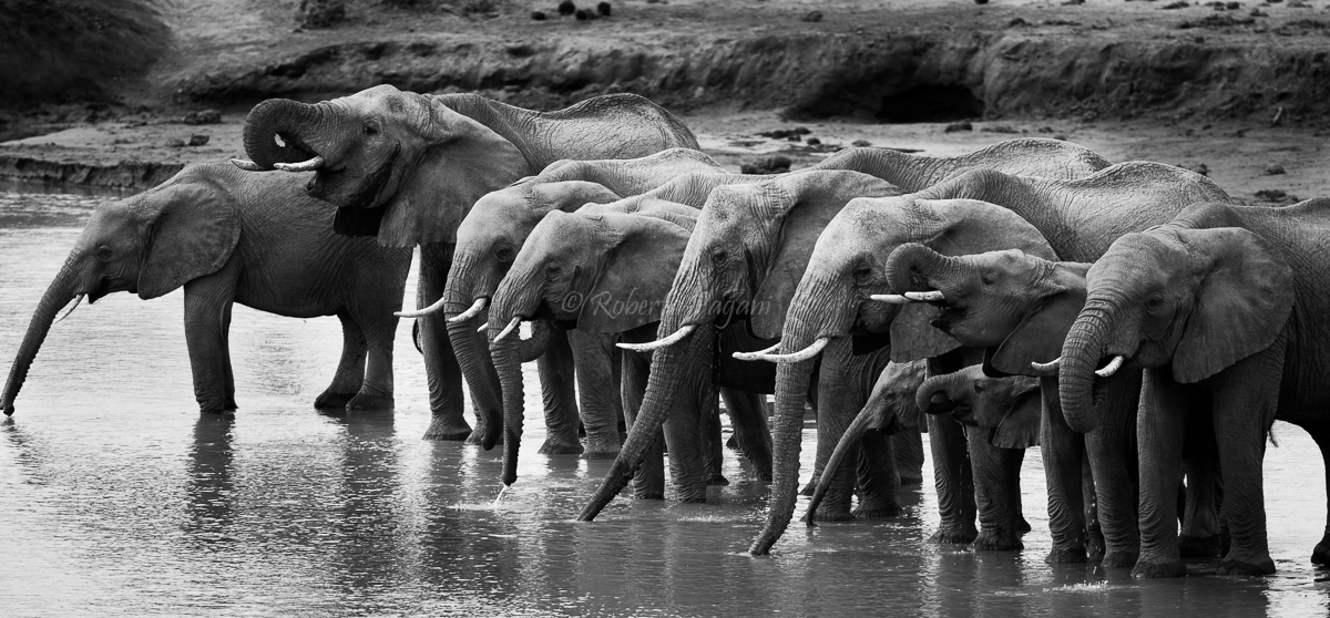 Diagonal of elephants