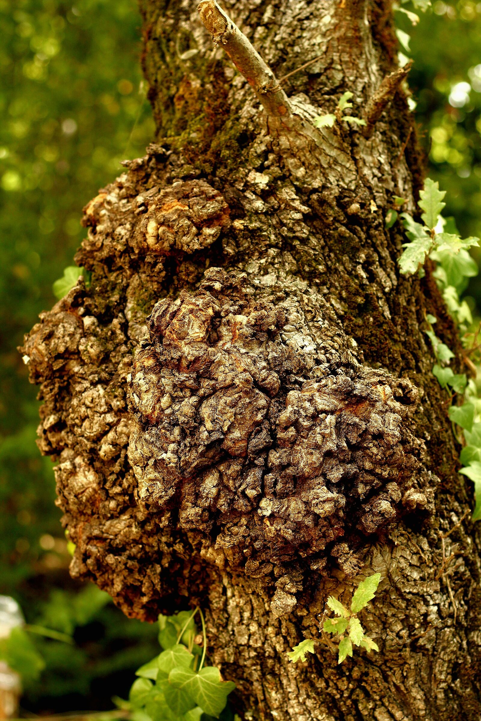 Menacing profile on tree bark