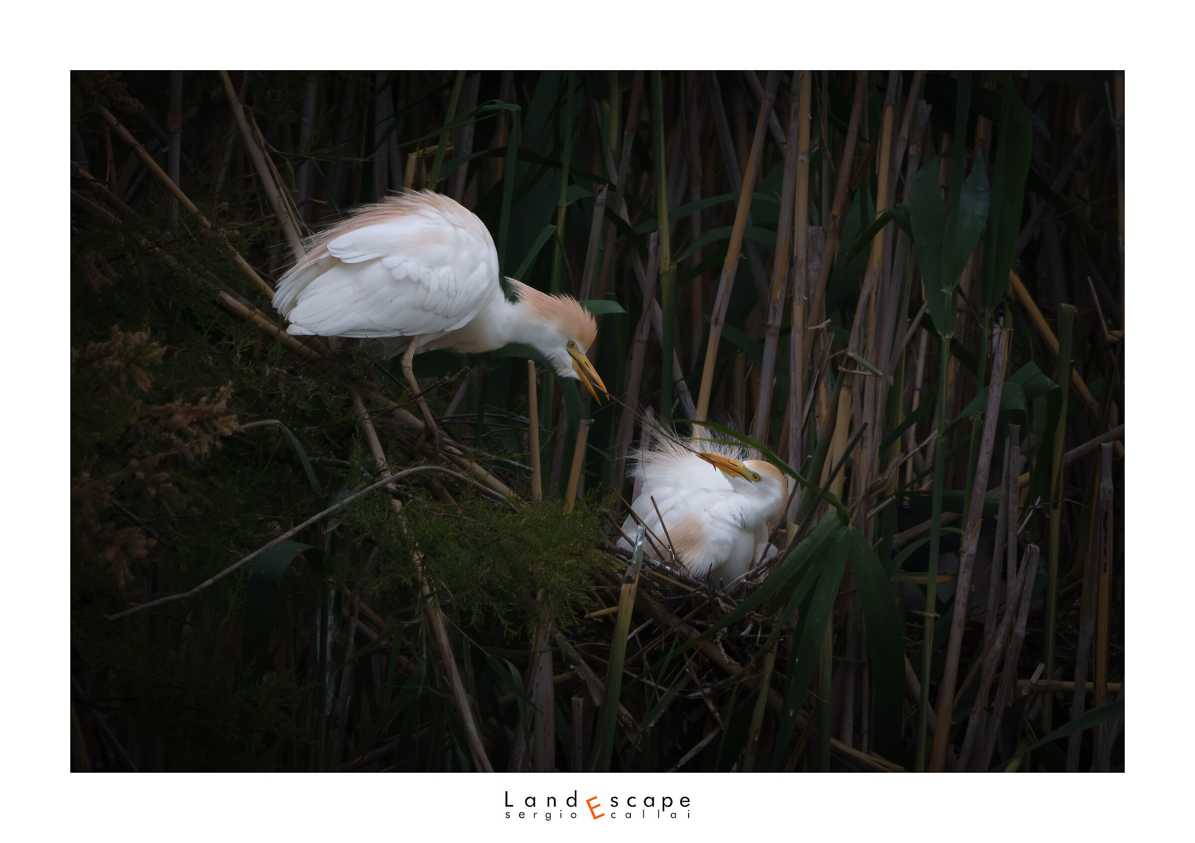Cattle Herons