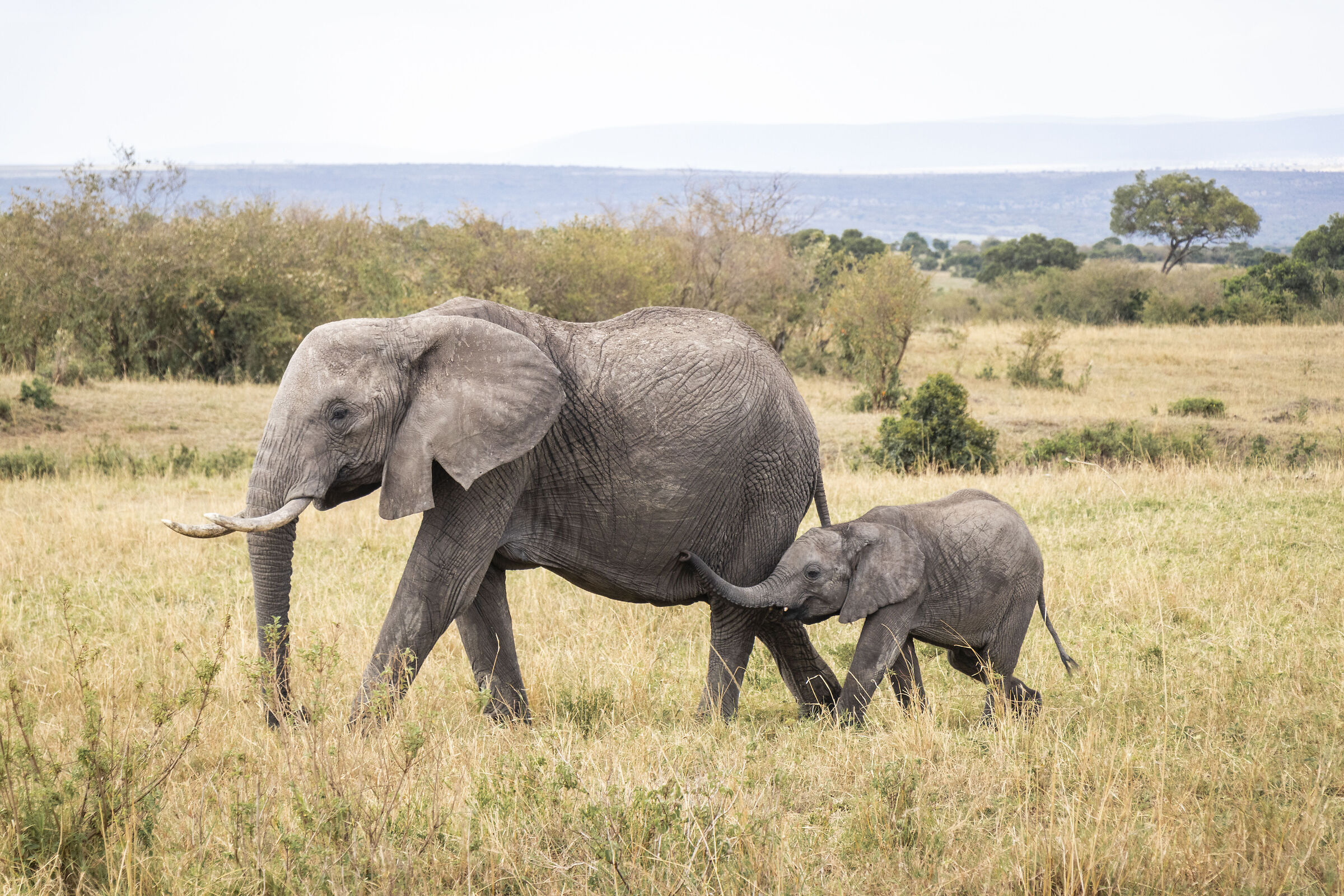 elefante con cucciolo