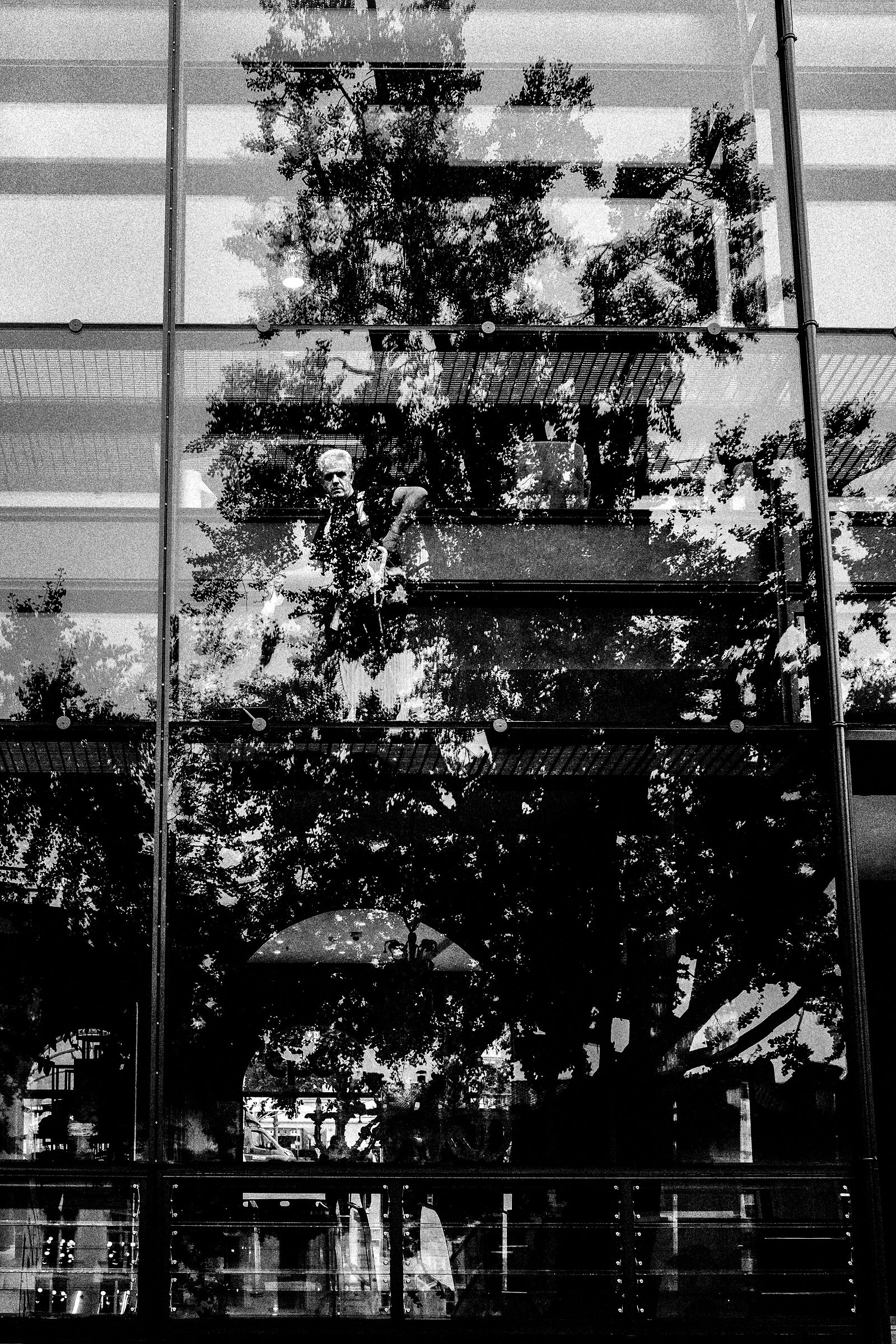 Ginkgo Biloba secular