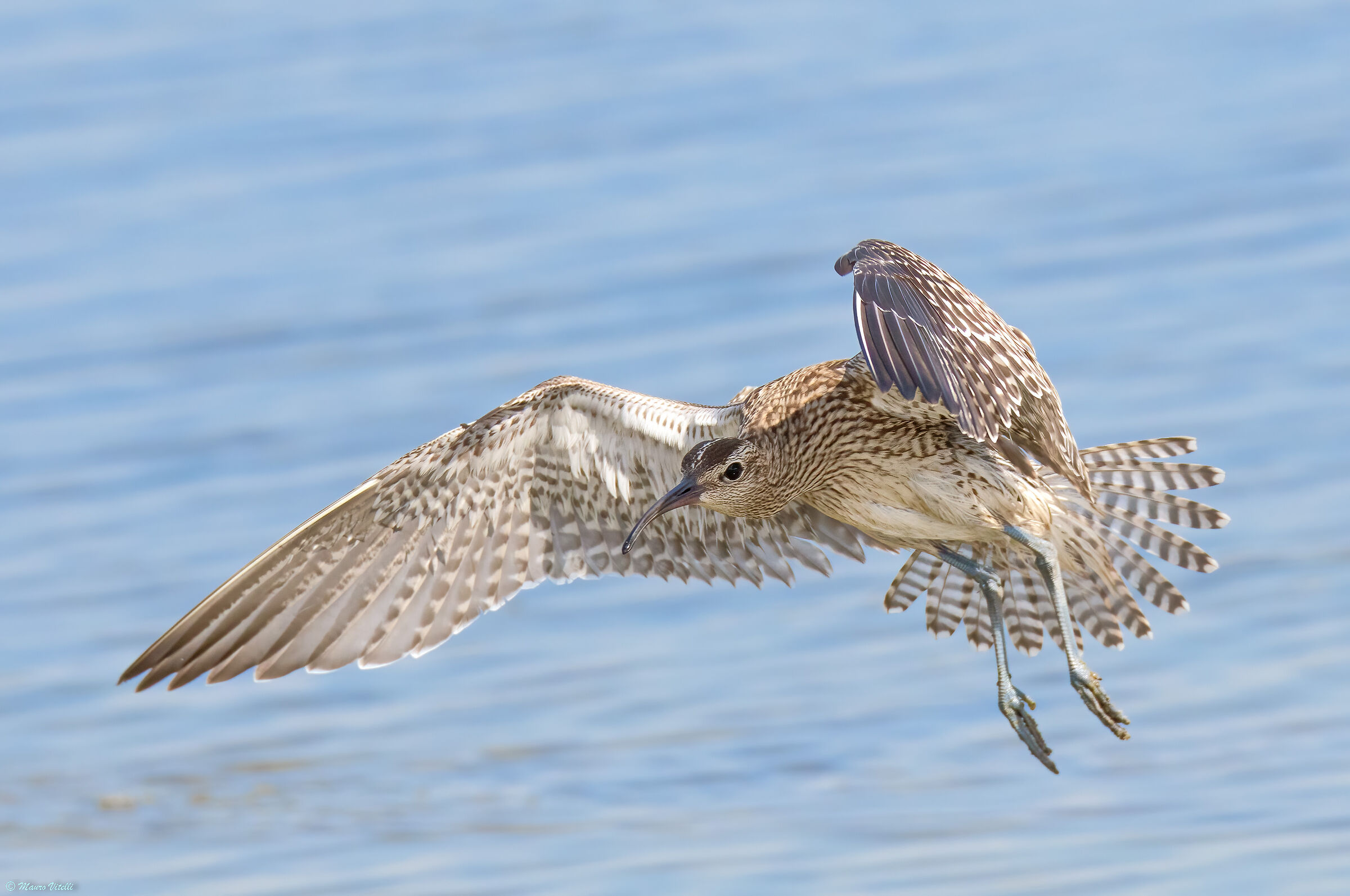 Little Curlew (Numenius phaeopus)