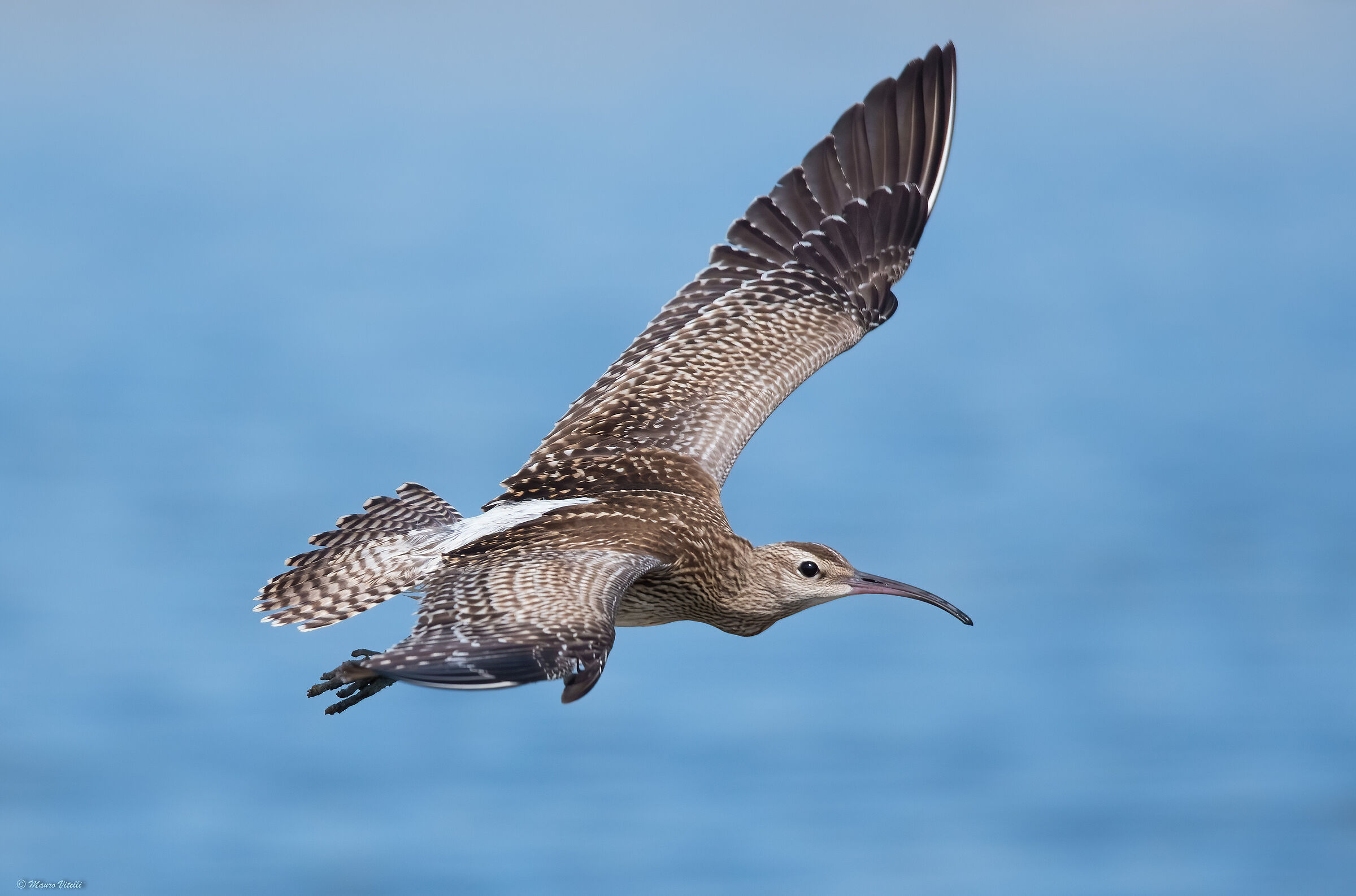 Little Curlew (Numenius phaeopus)