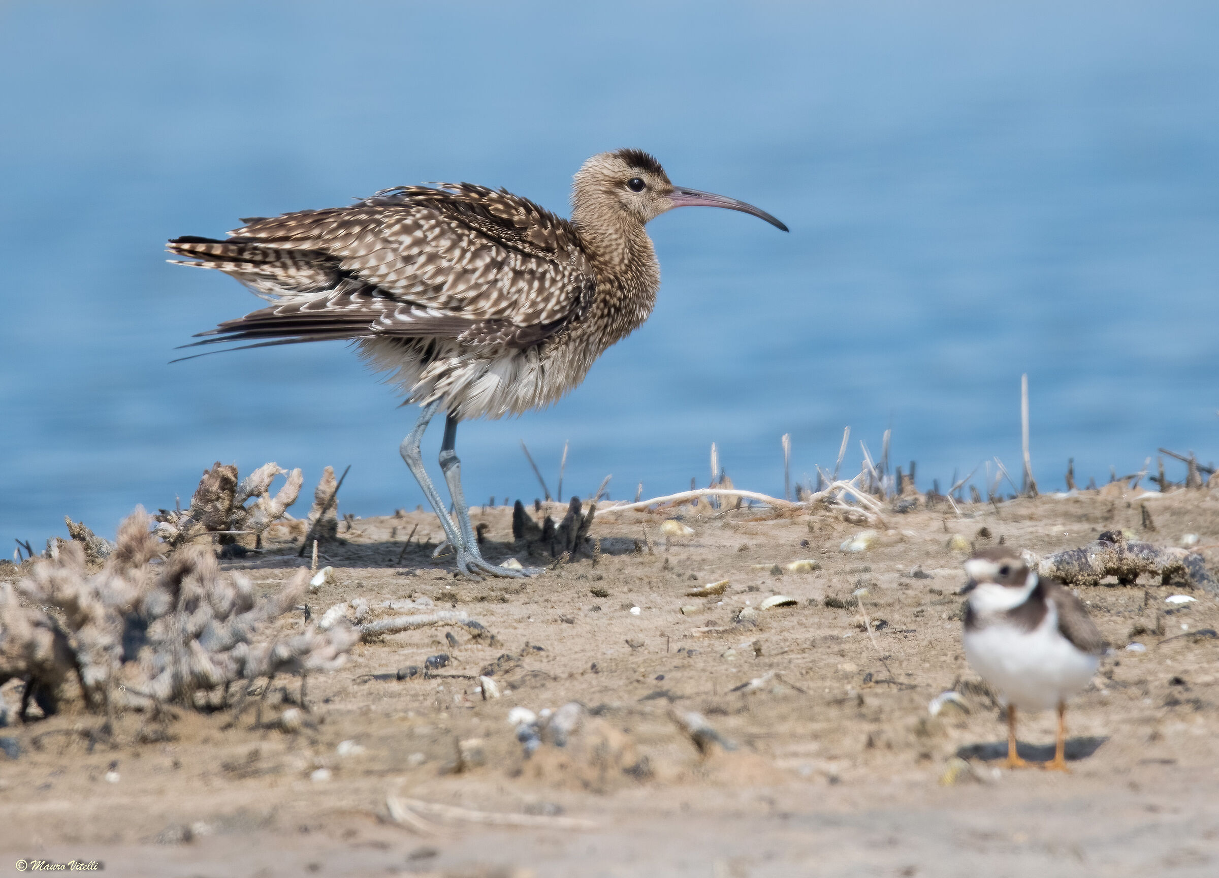 Little Curlew (Numenius phaeopus)