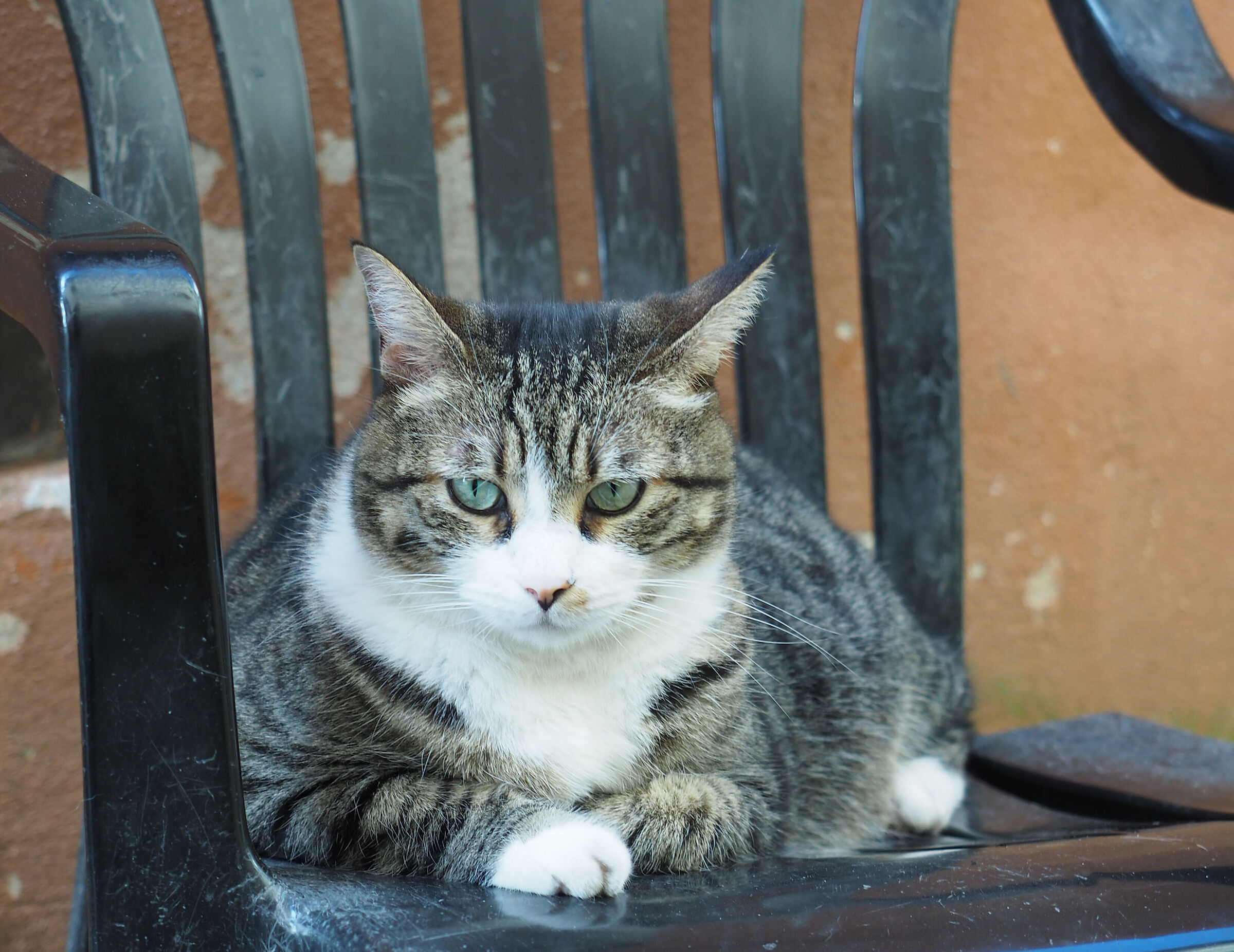 Feline intensity