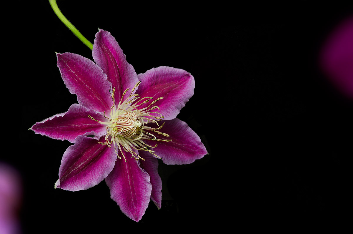 Clematis.