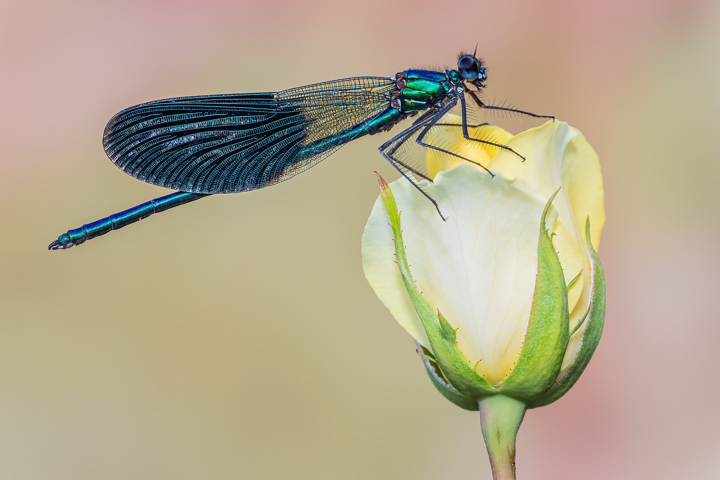 Calopteryx splendens