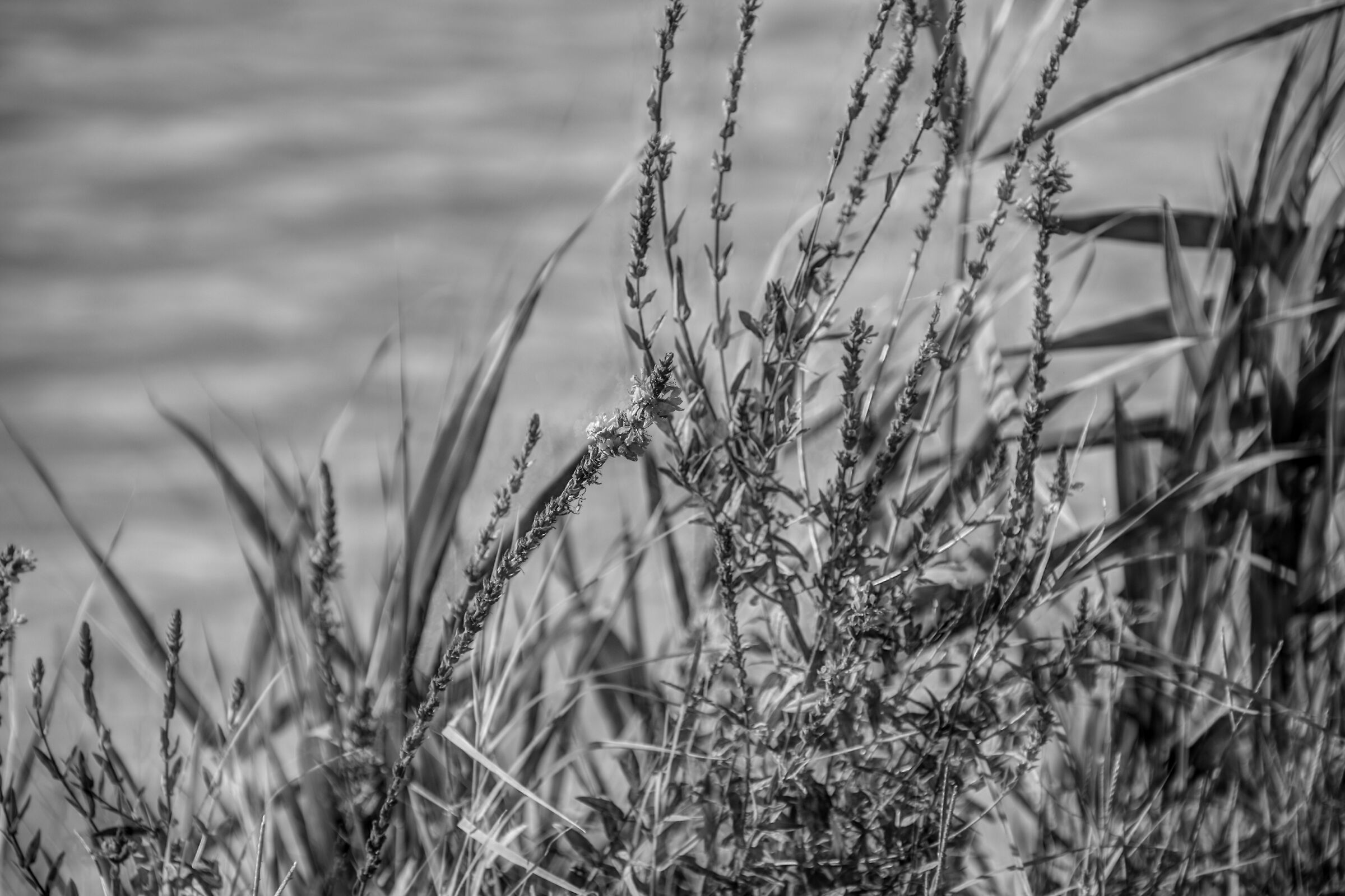 An afternoon at the lake 3