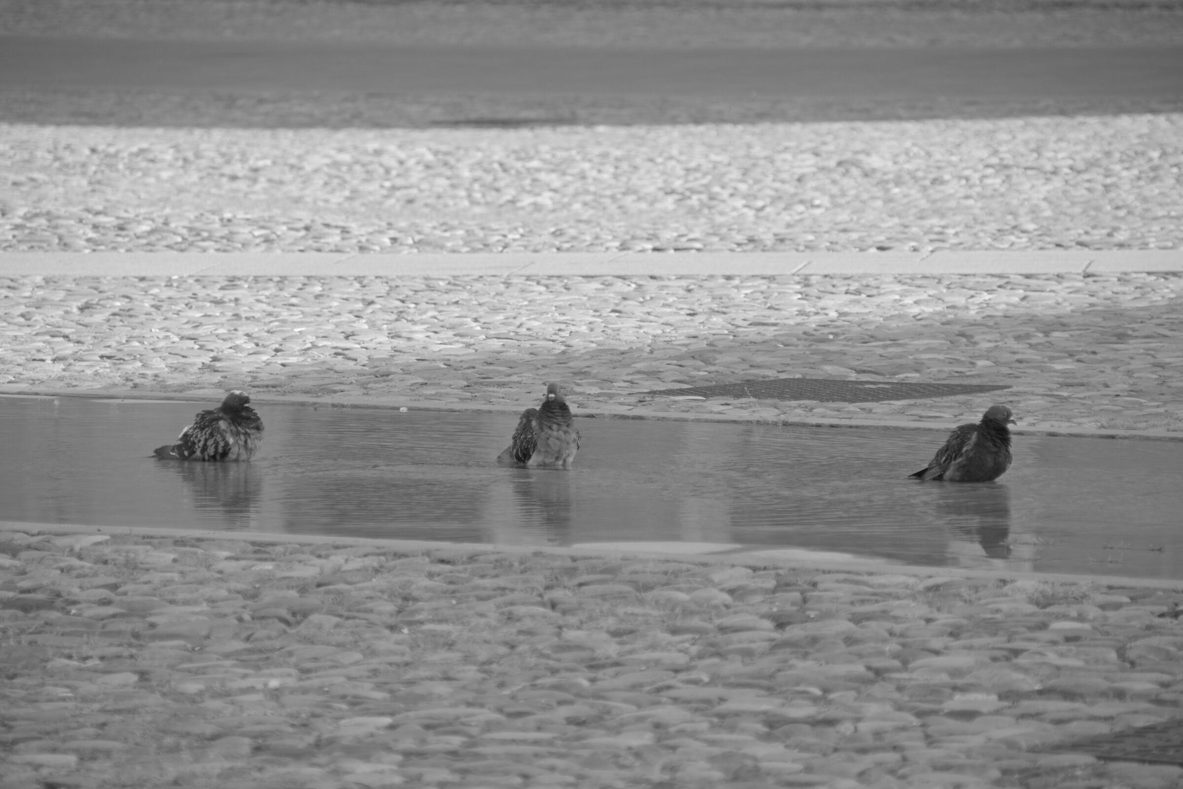 Pigeons at the bath