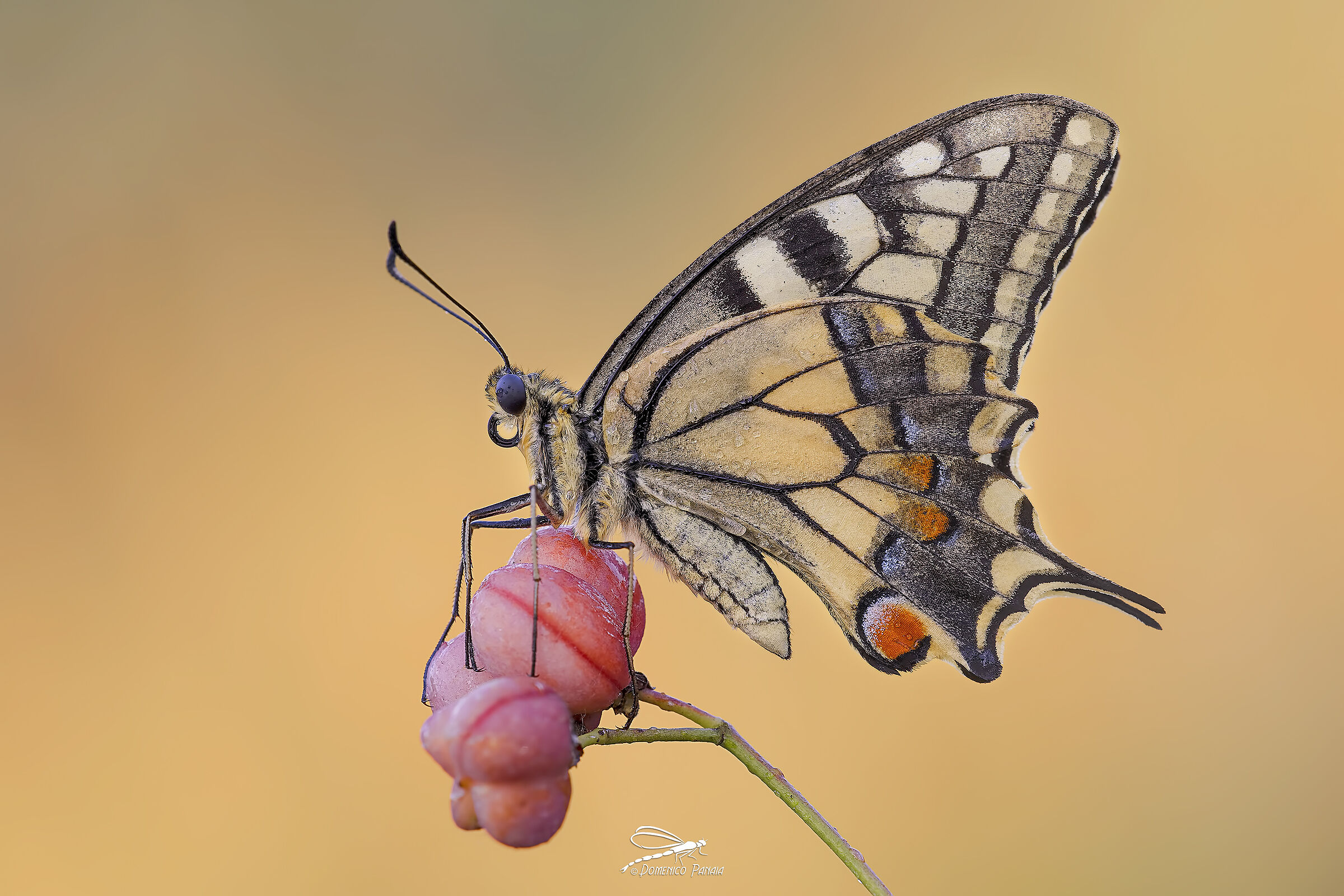 Swallowtail