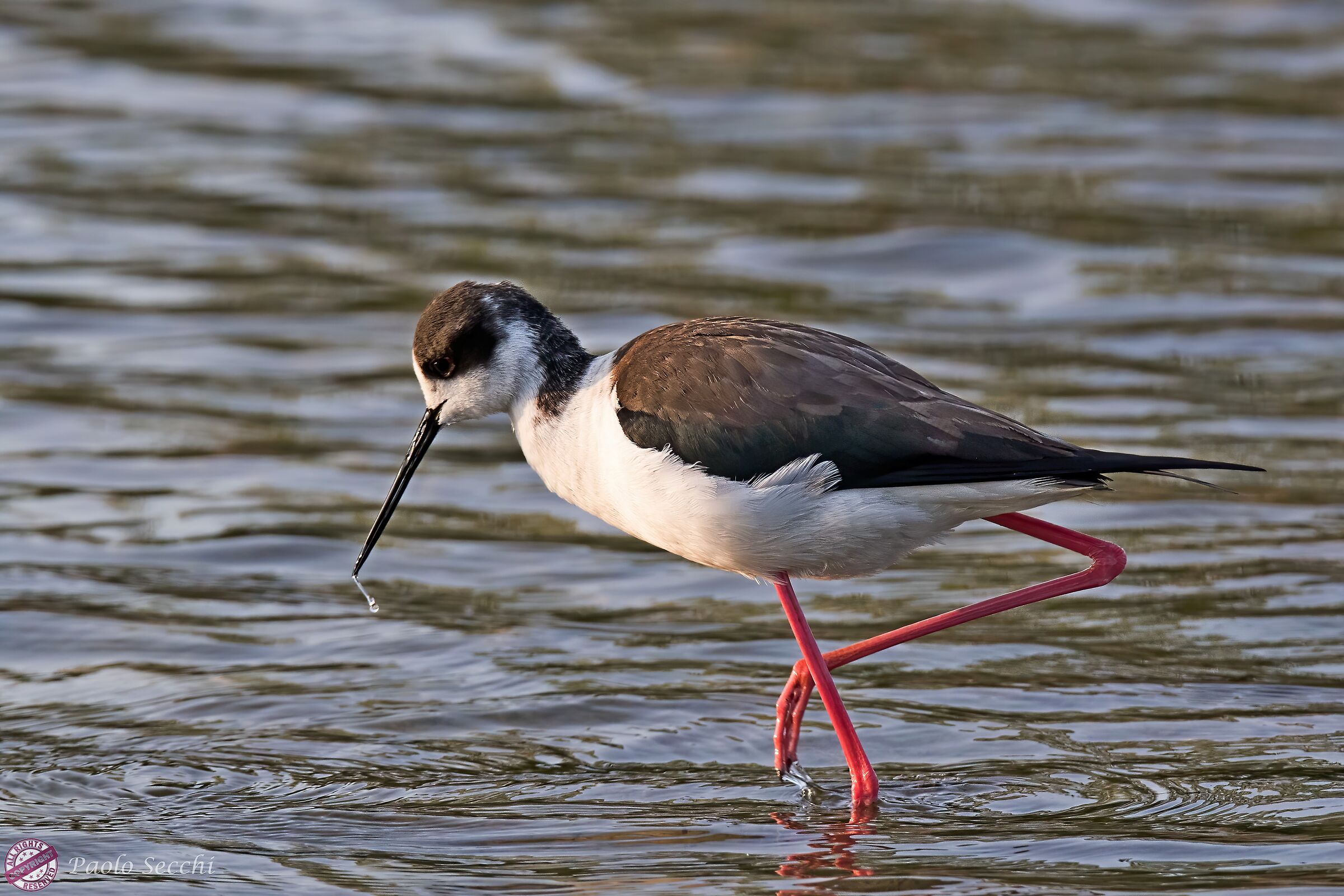 Watering in ... beak