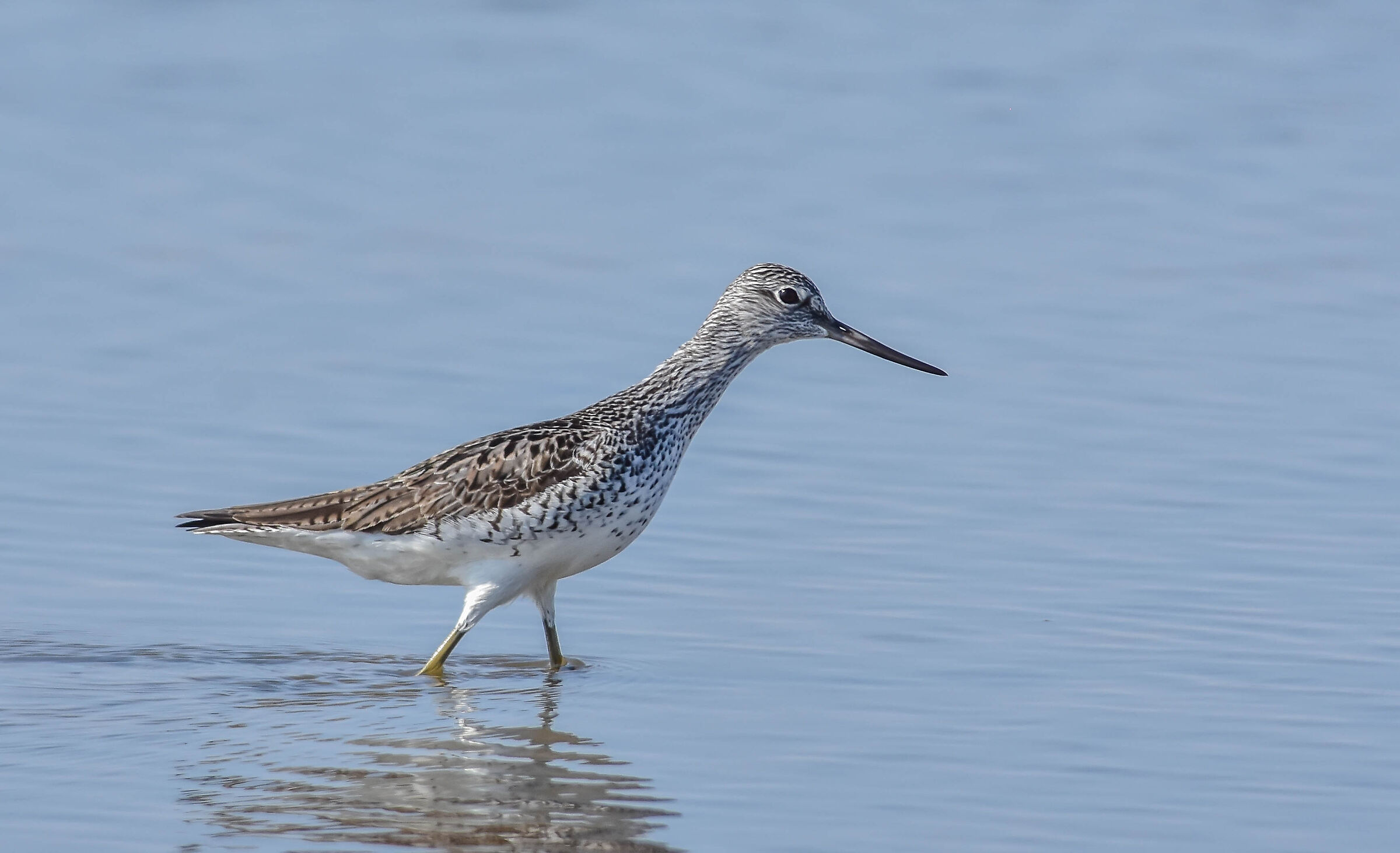 Greenshank