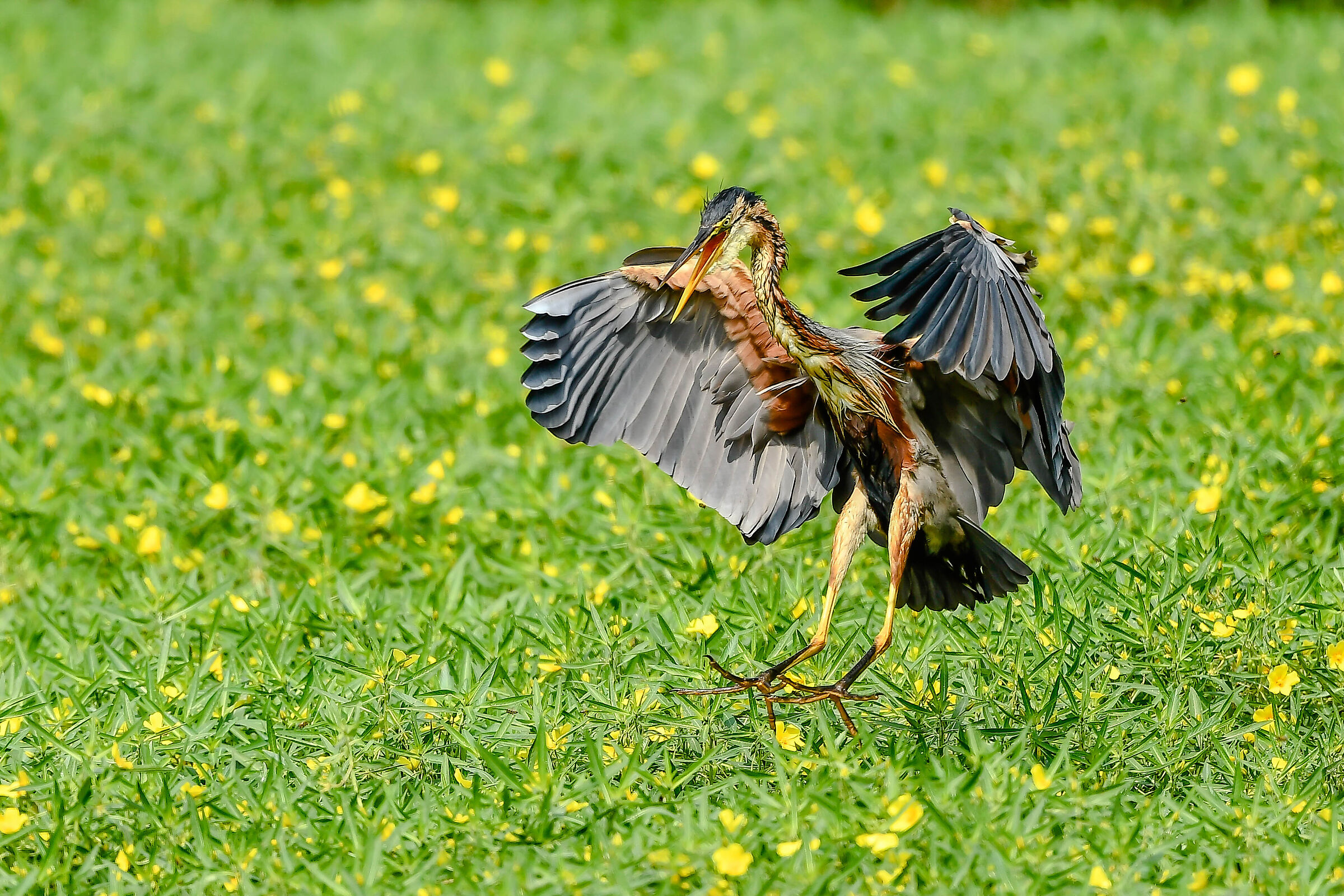 Purple heron