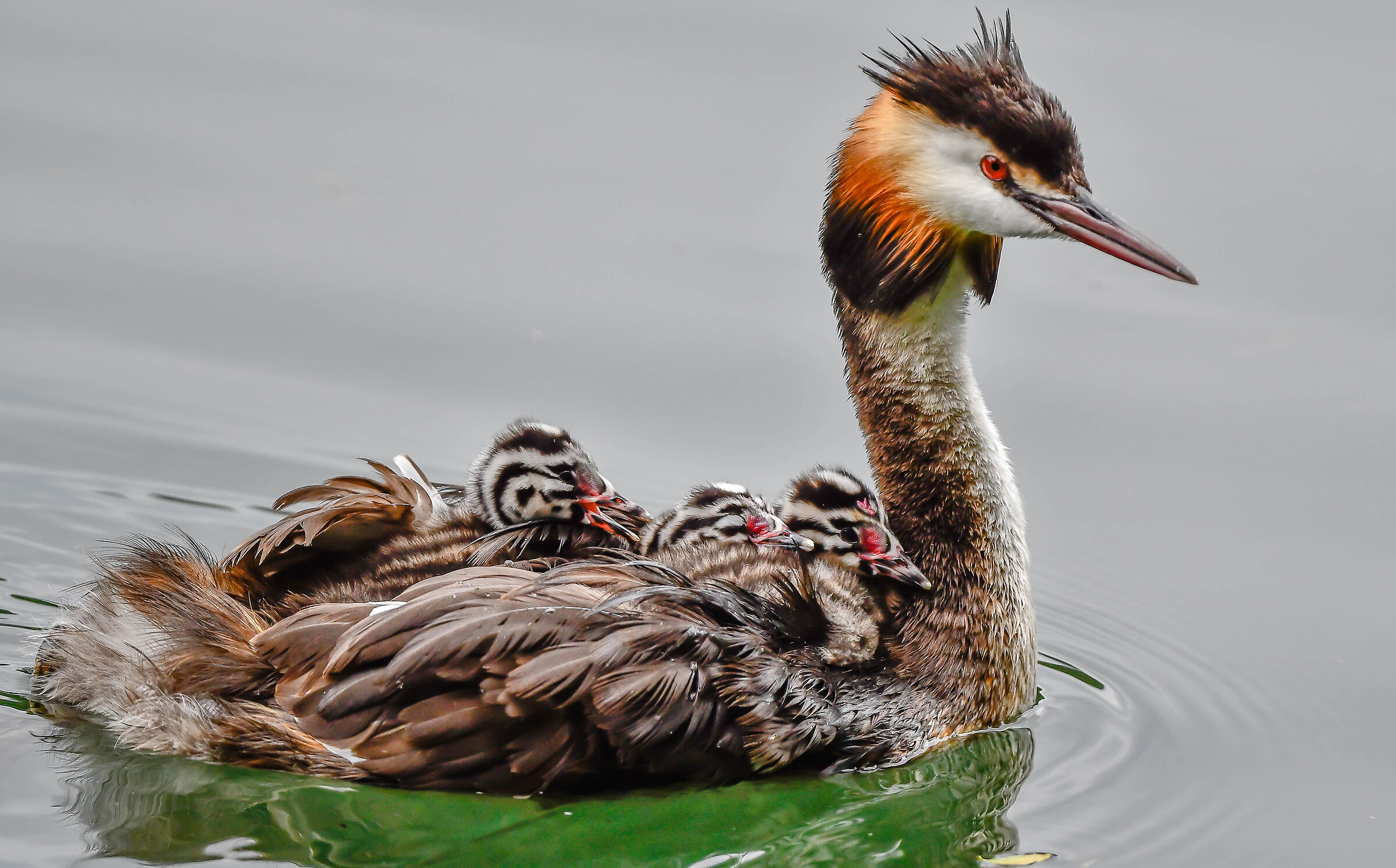 Grebes