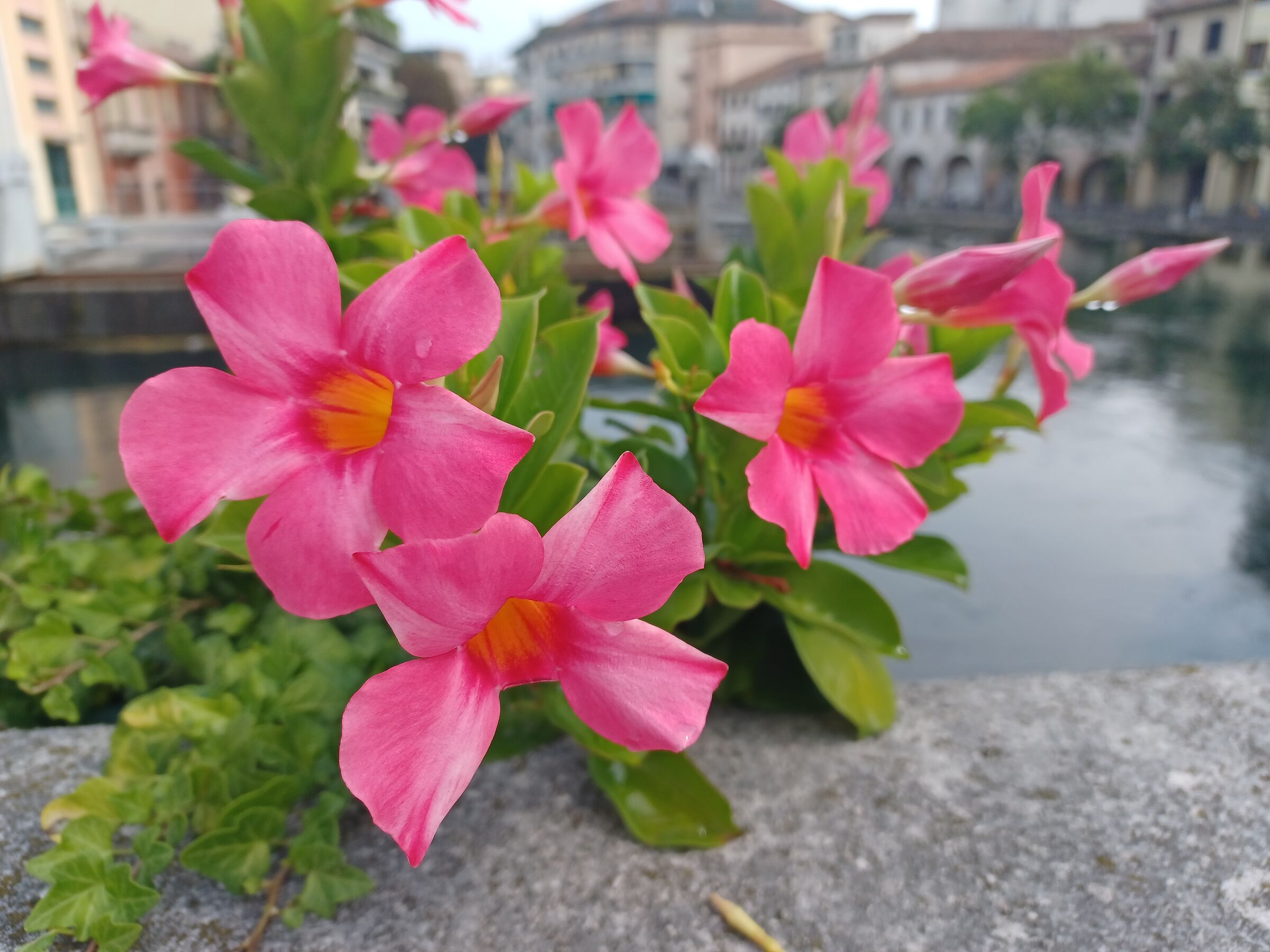 Fiori a Treviso