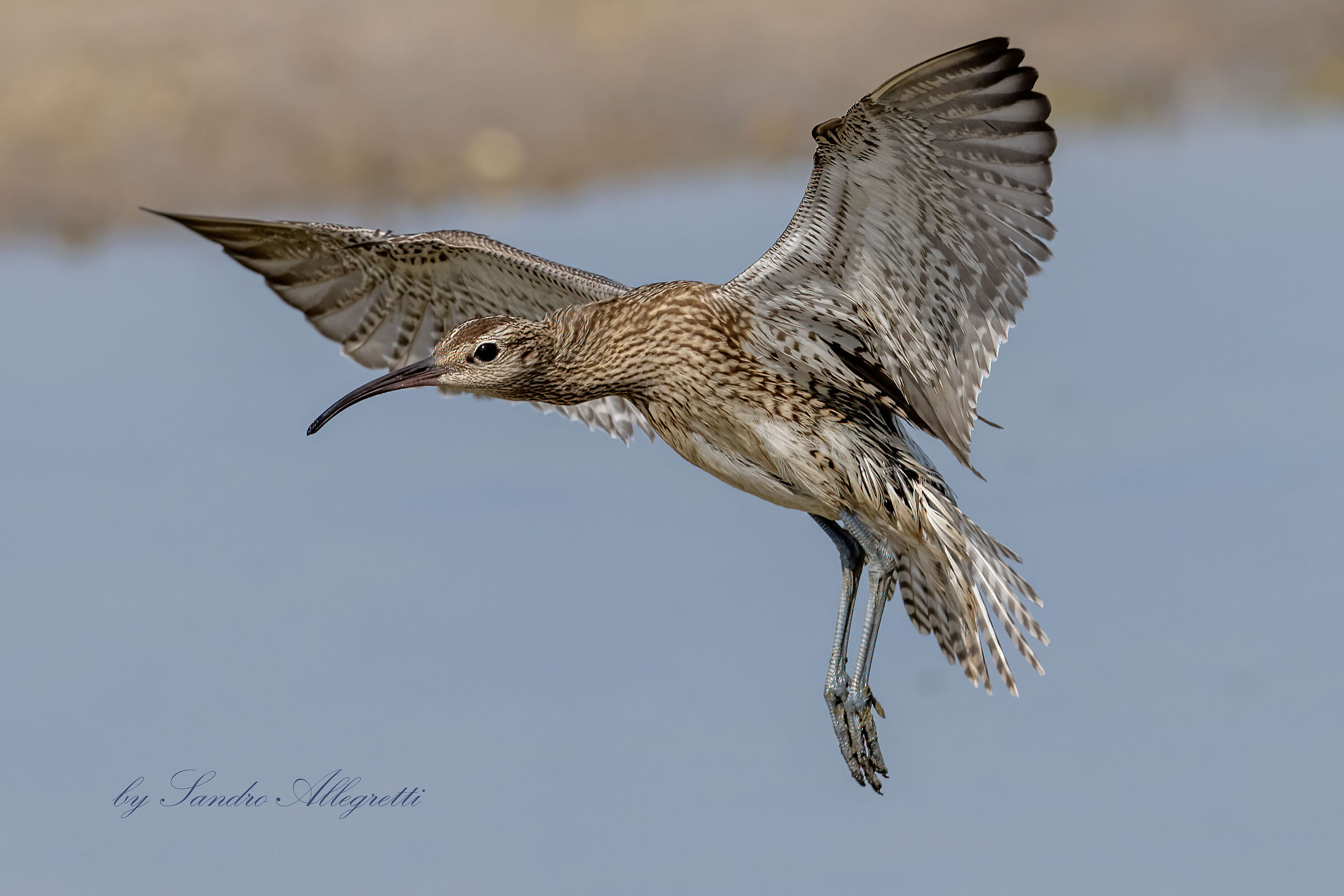Il chiurlo piccolo (Numenius phaeopus)