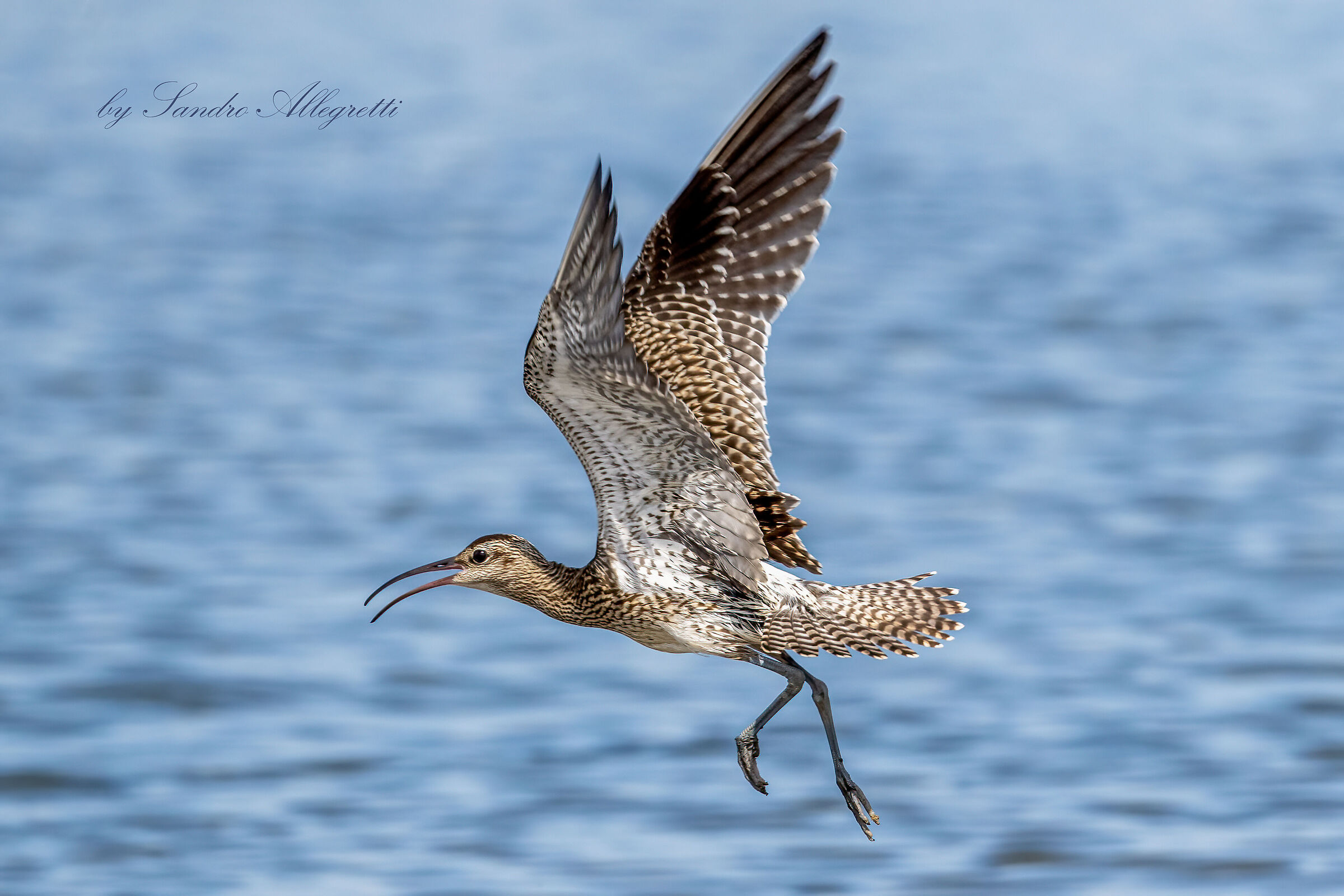 Il chiurlo piccolo (Numenius phaeopus)