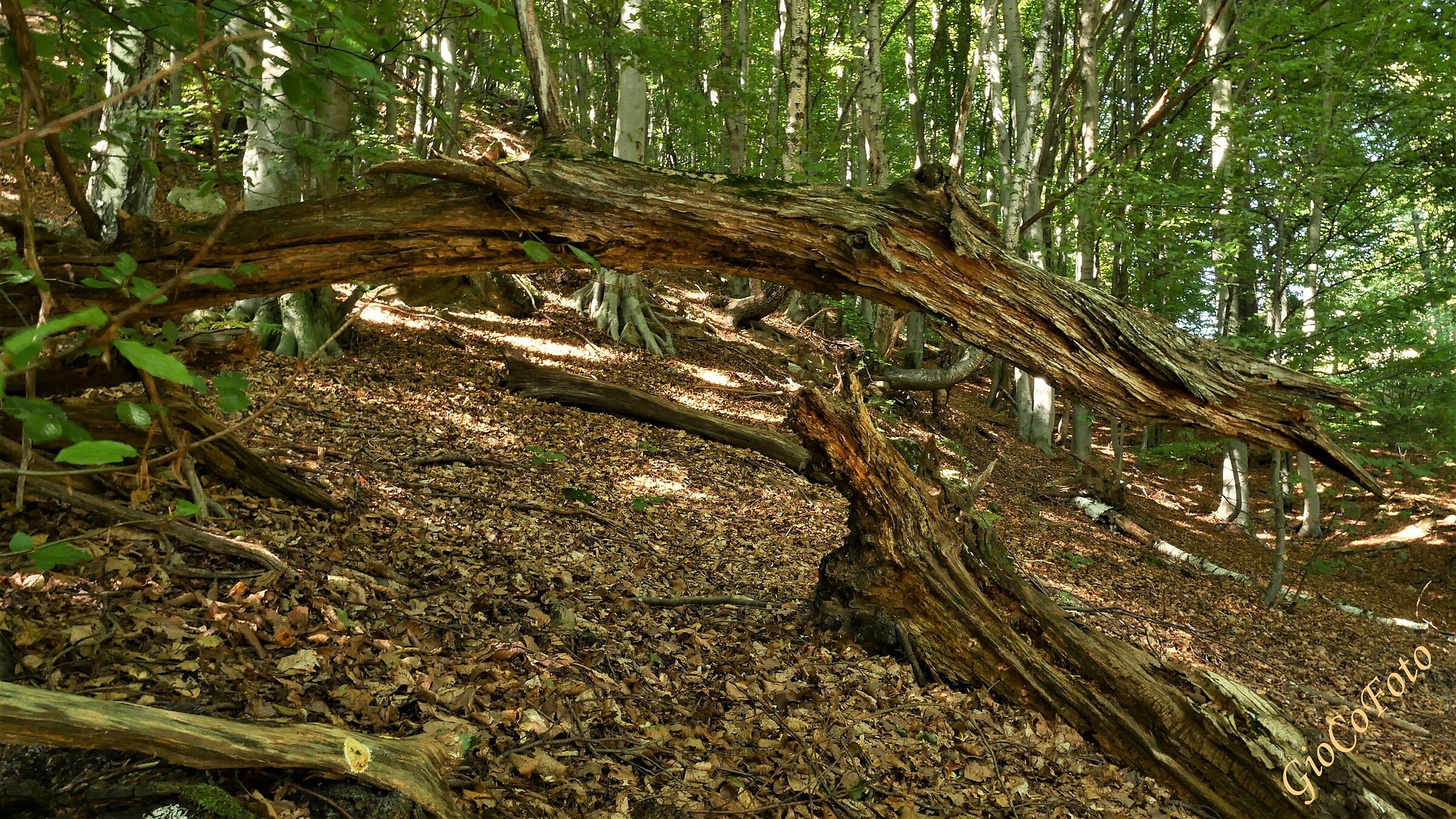 Intriguing undergrowth