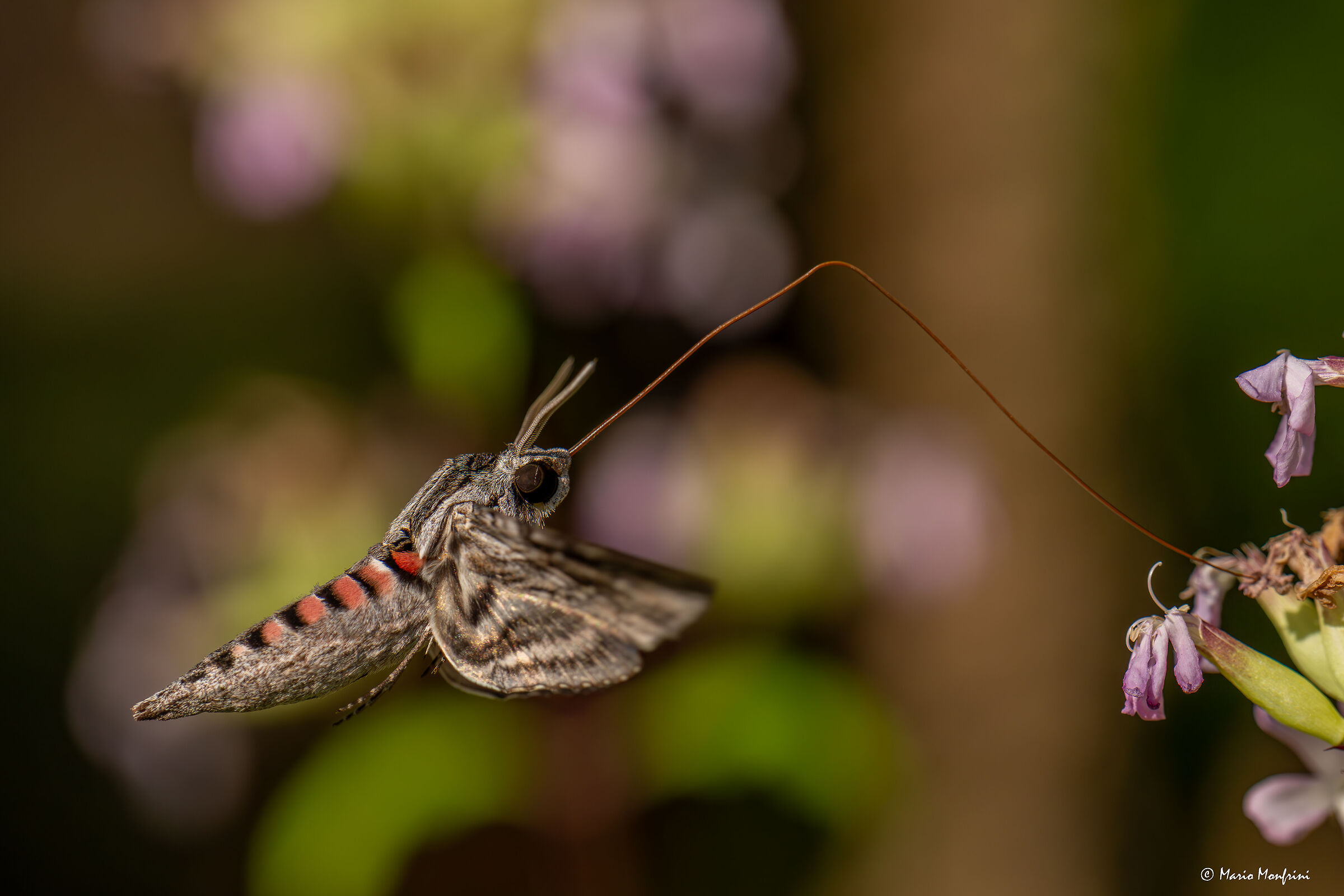 Bindweed sphinx