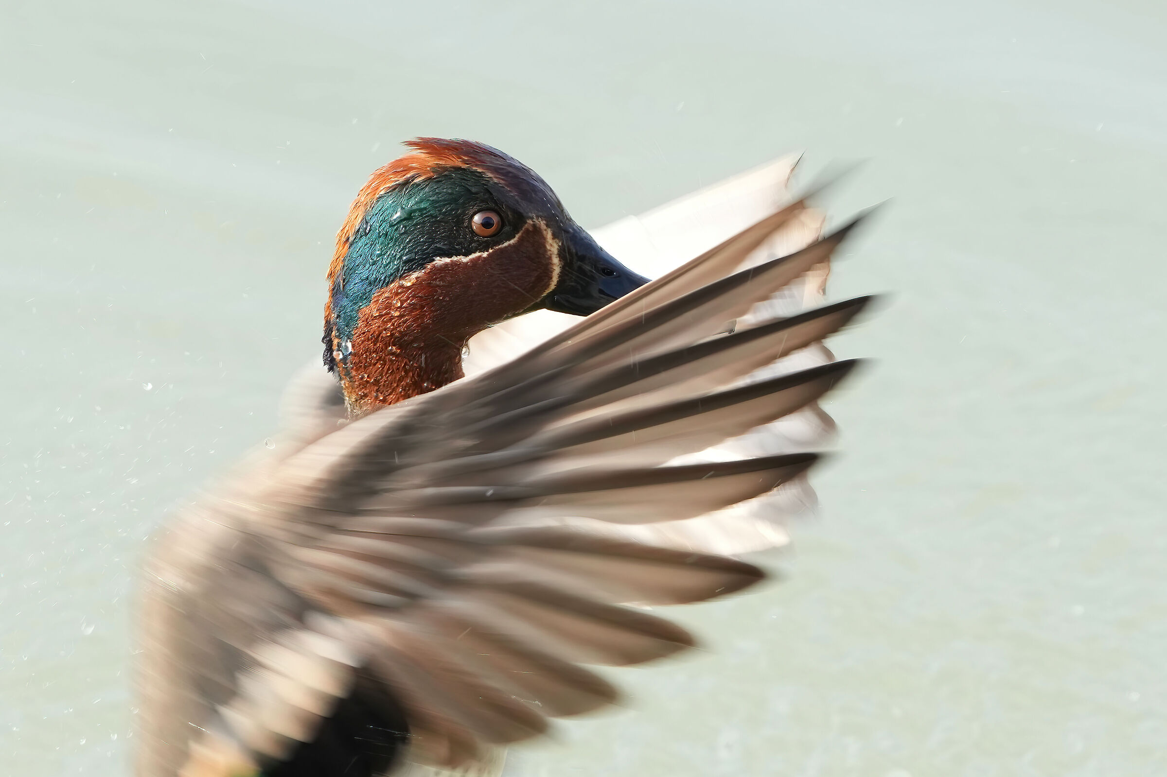 Teal (Anas crecca)