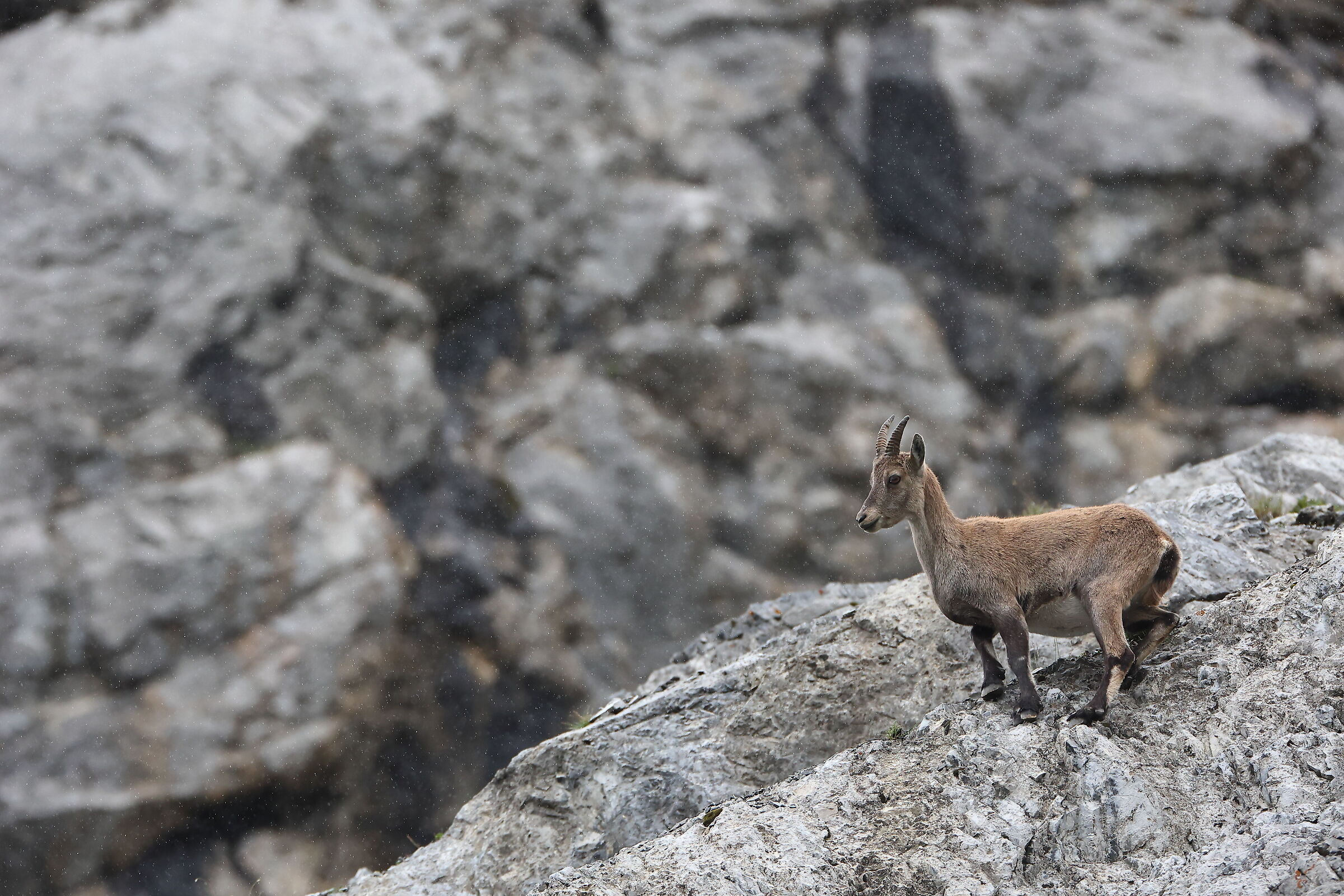 Stambecco sotto la pioggia