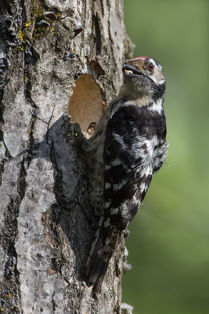 picchio rosso minore