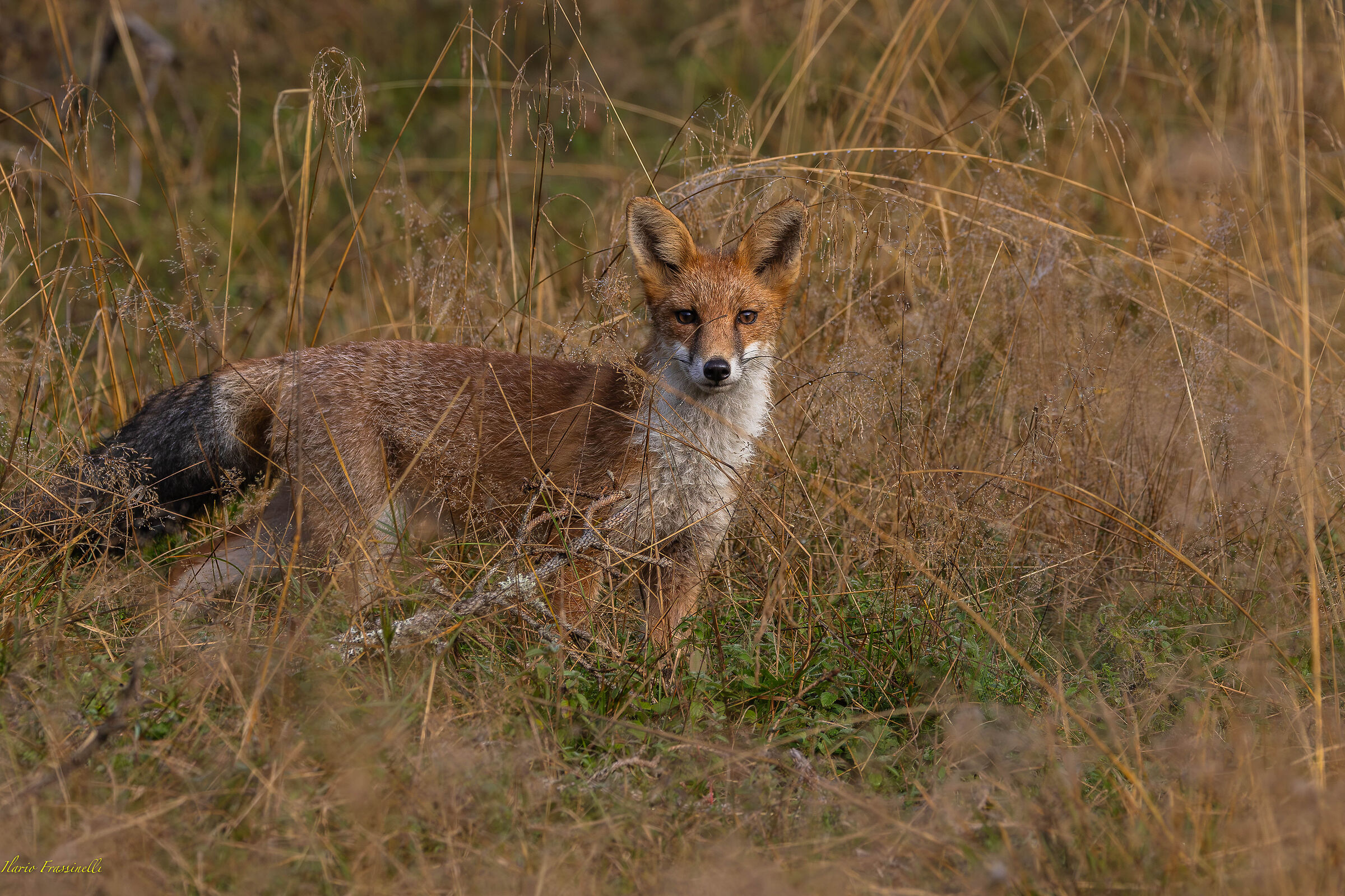 Fox