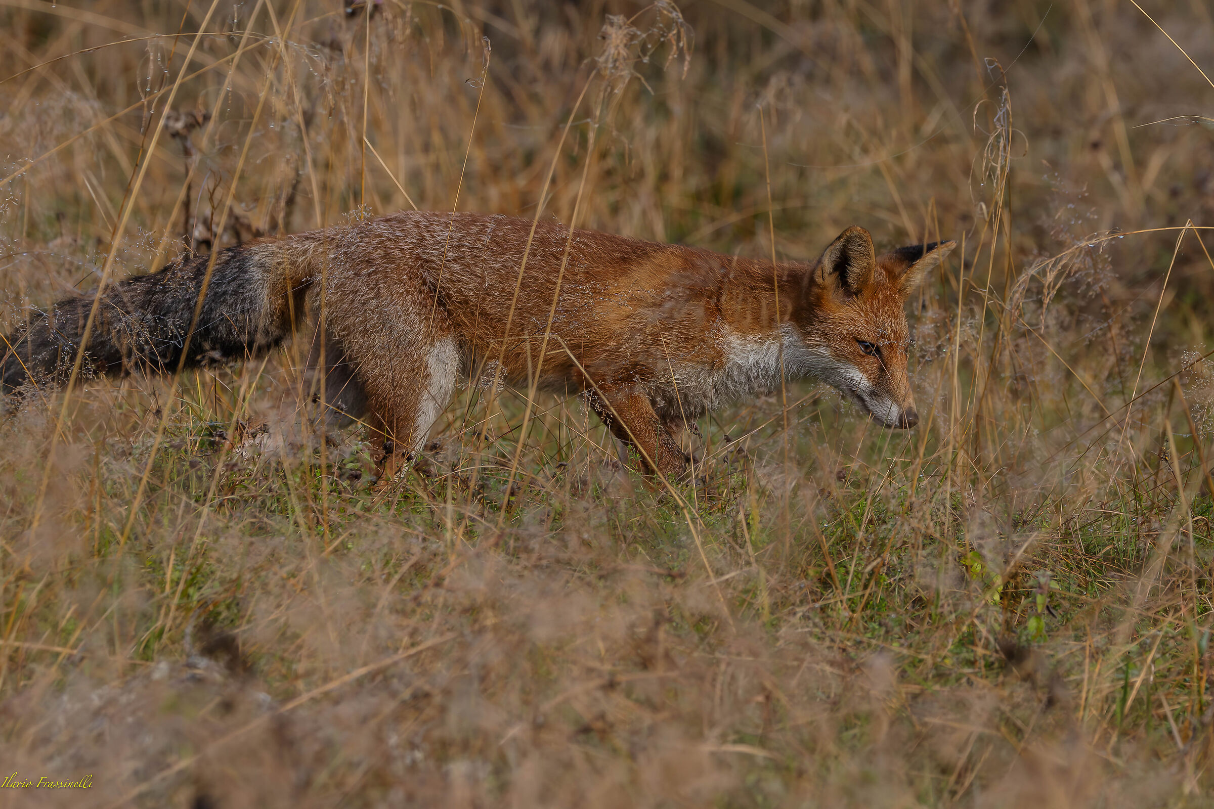 Fox hunting