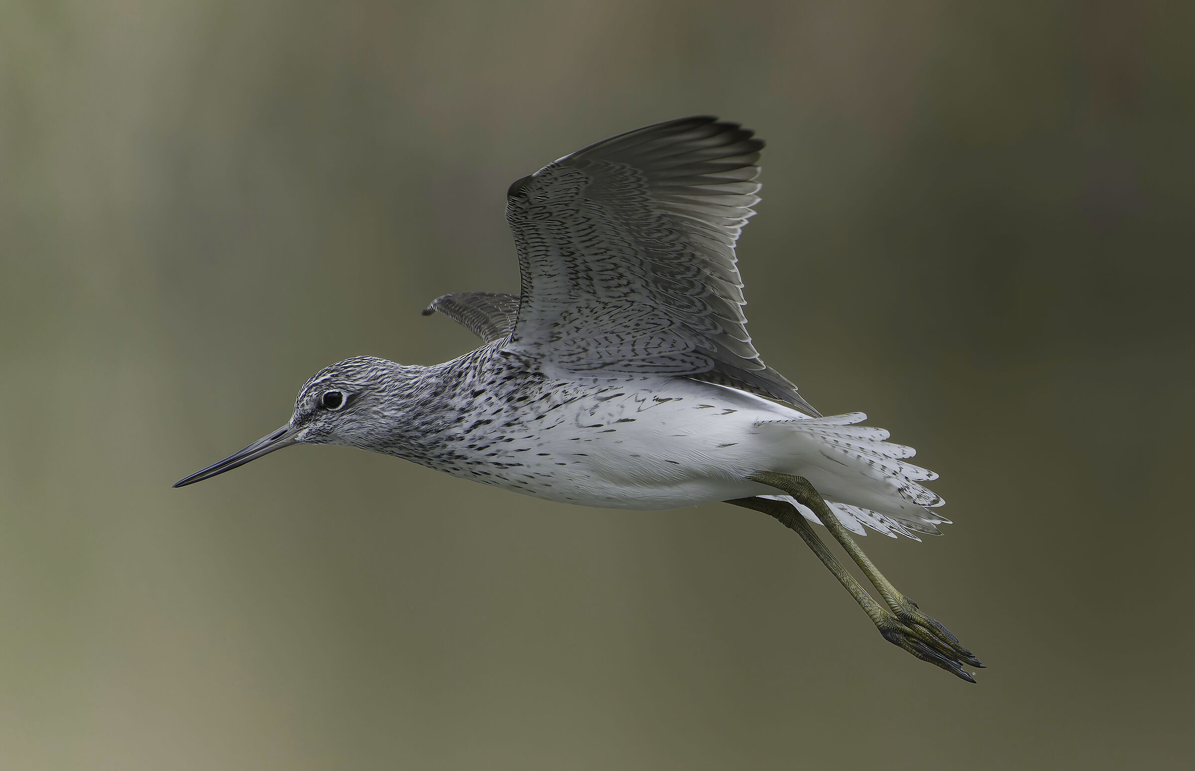 Pantana (Tringa nebularia)