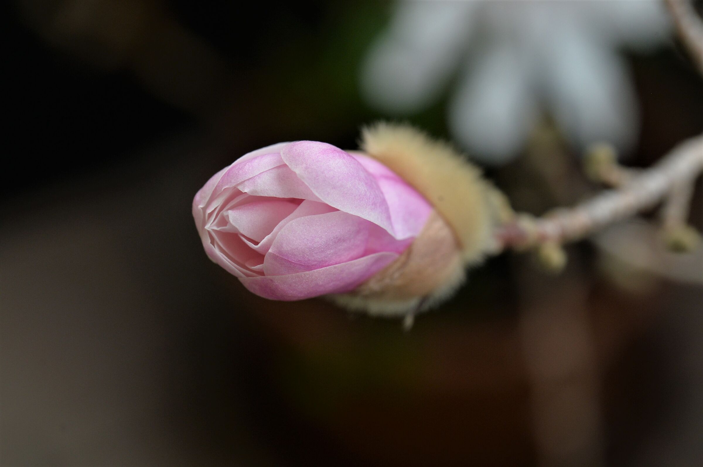 Bocciolo di magnolia