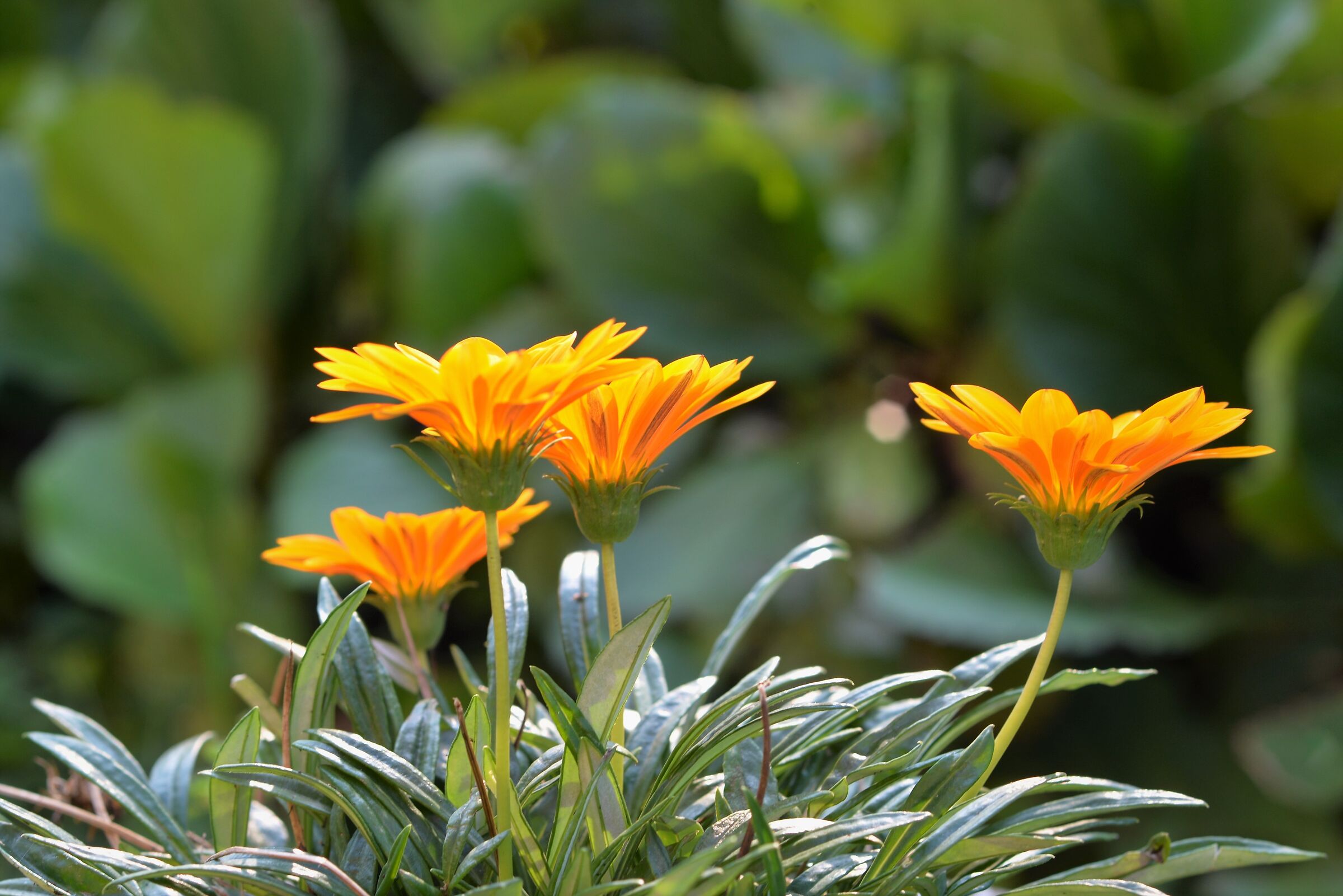 Margherite arancio del giardino