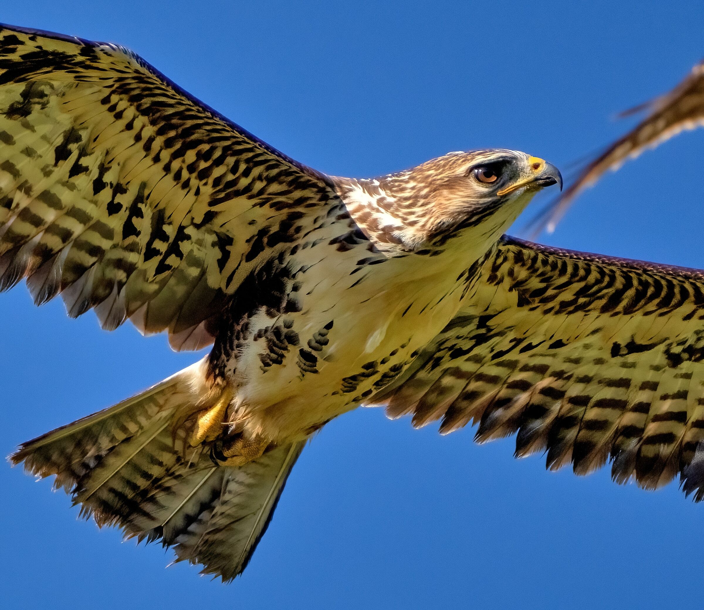 Poiana (Buteo buteo)