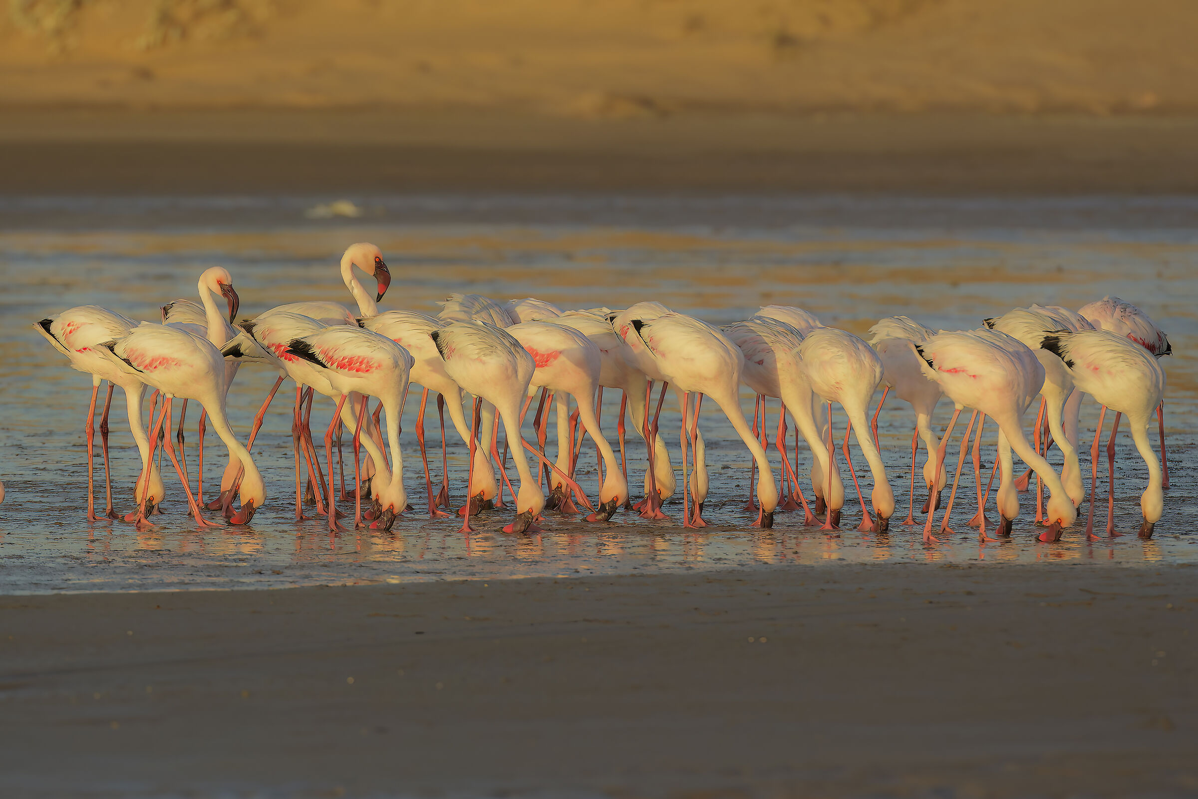 Flamingos at sunset in the dunes