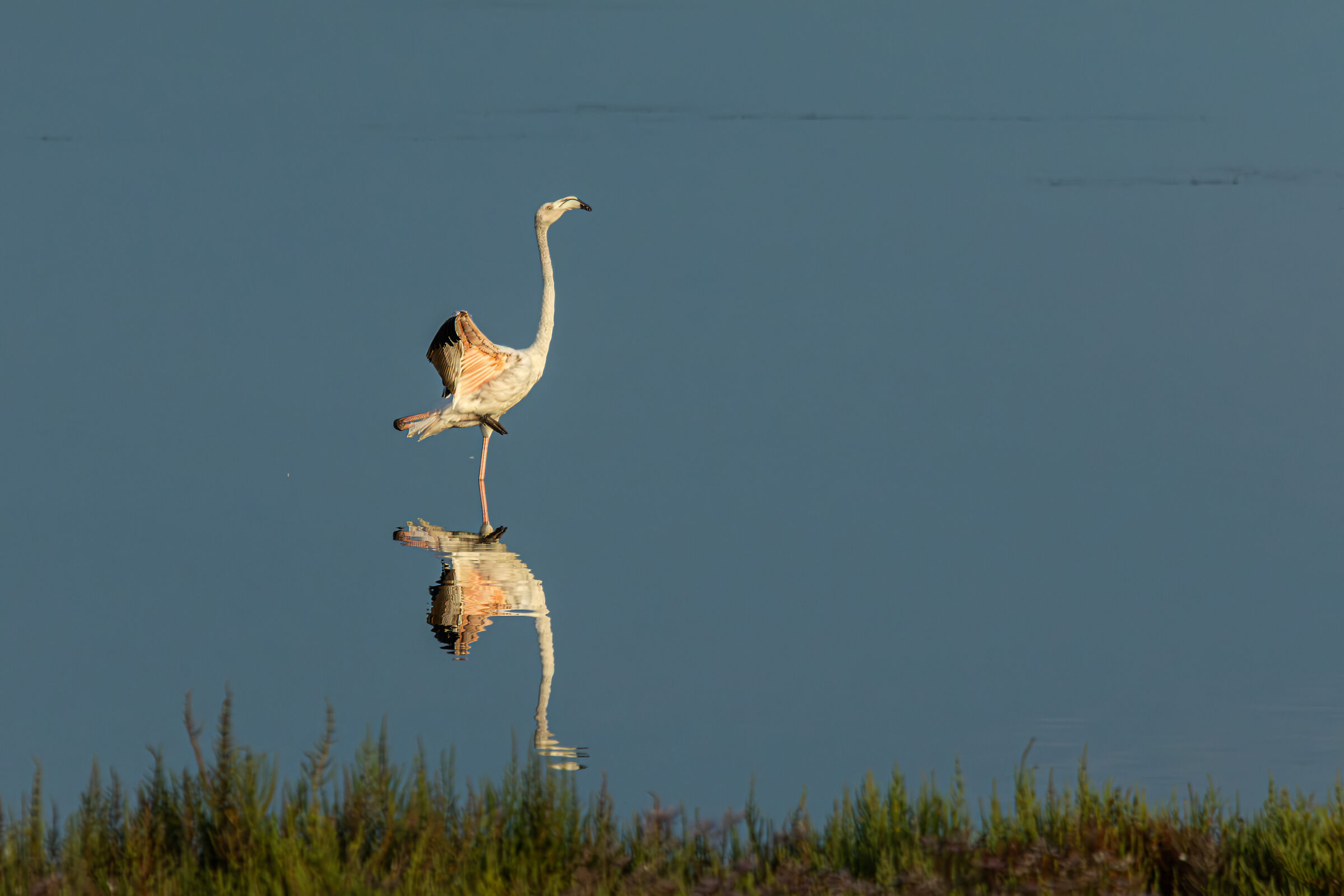 Flamingo