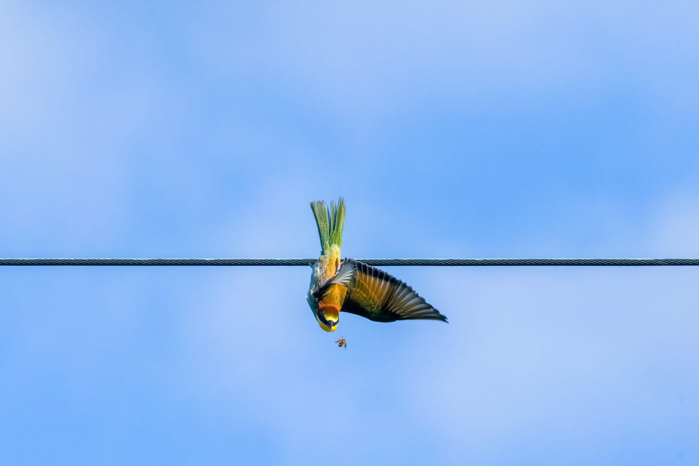 Bee-eater