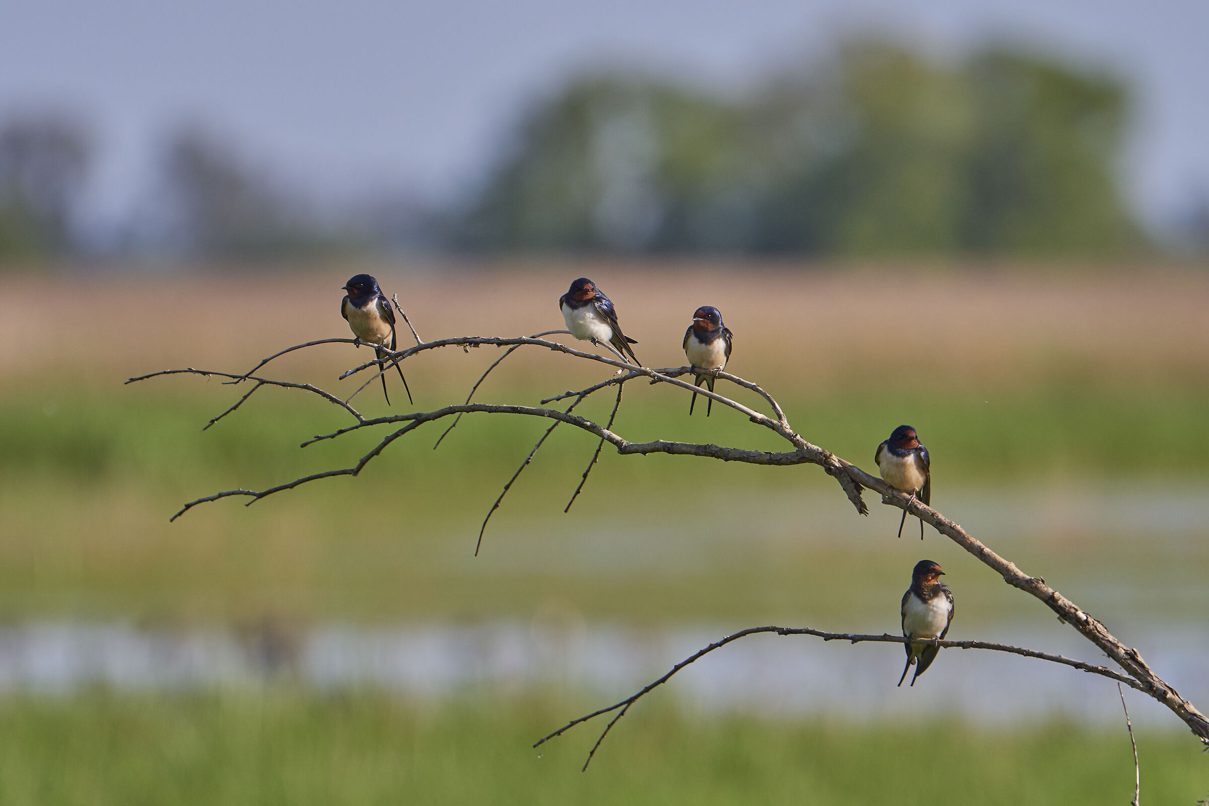 Rondine del fienile ( Hirundo rustica )