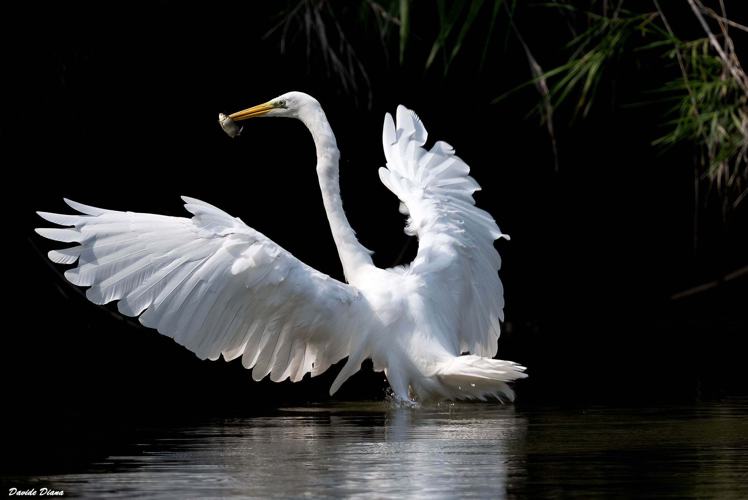 Great white heron