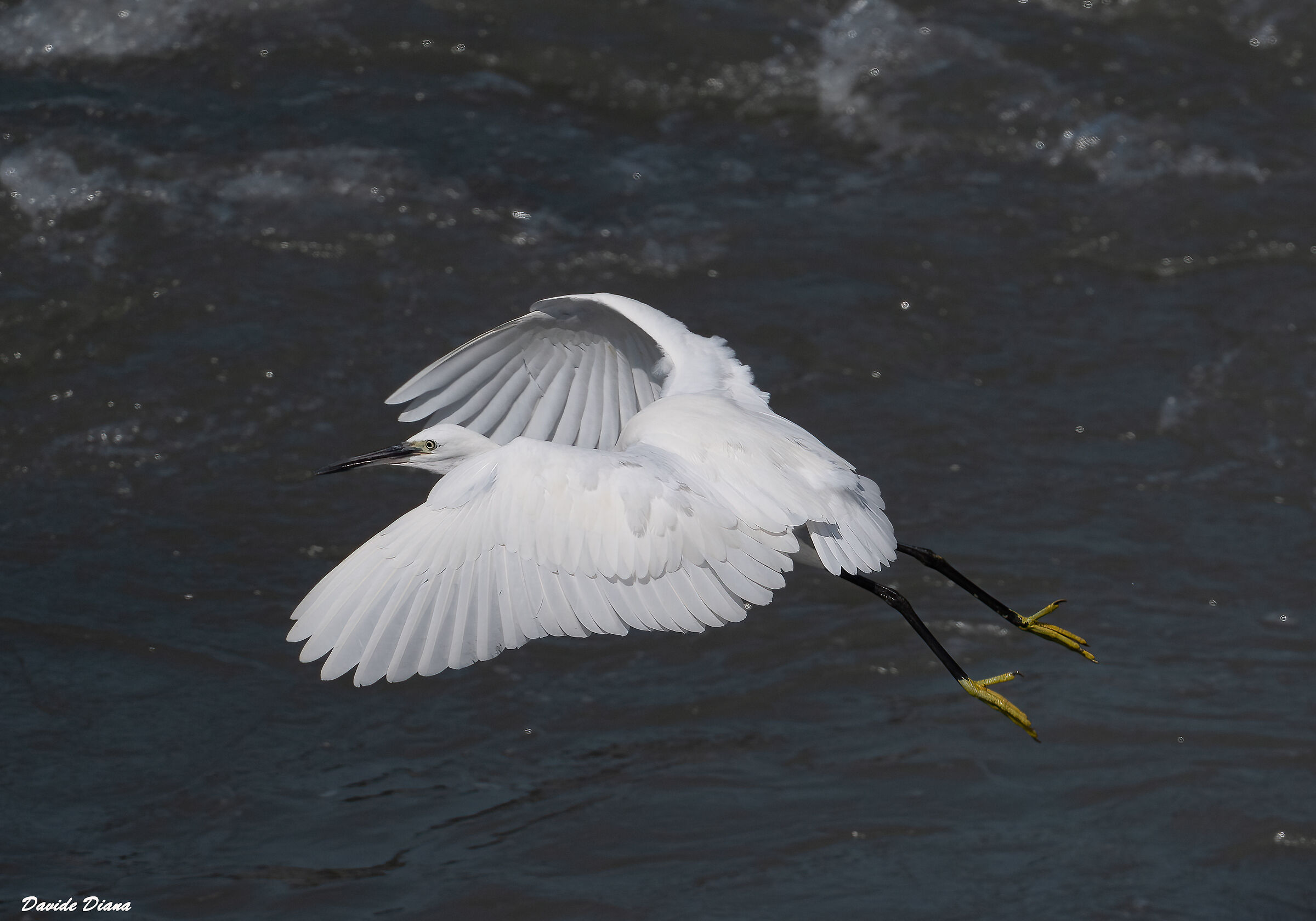 Egret