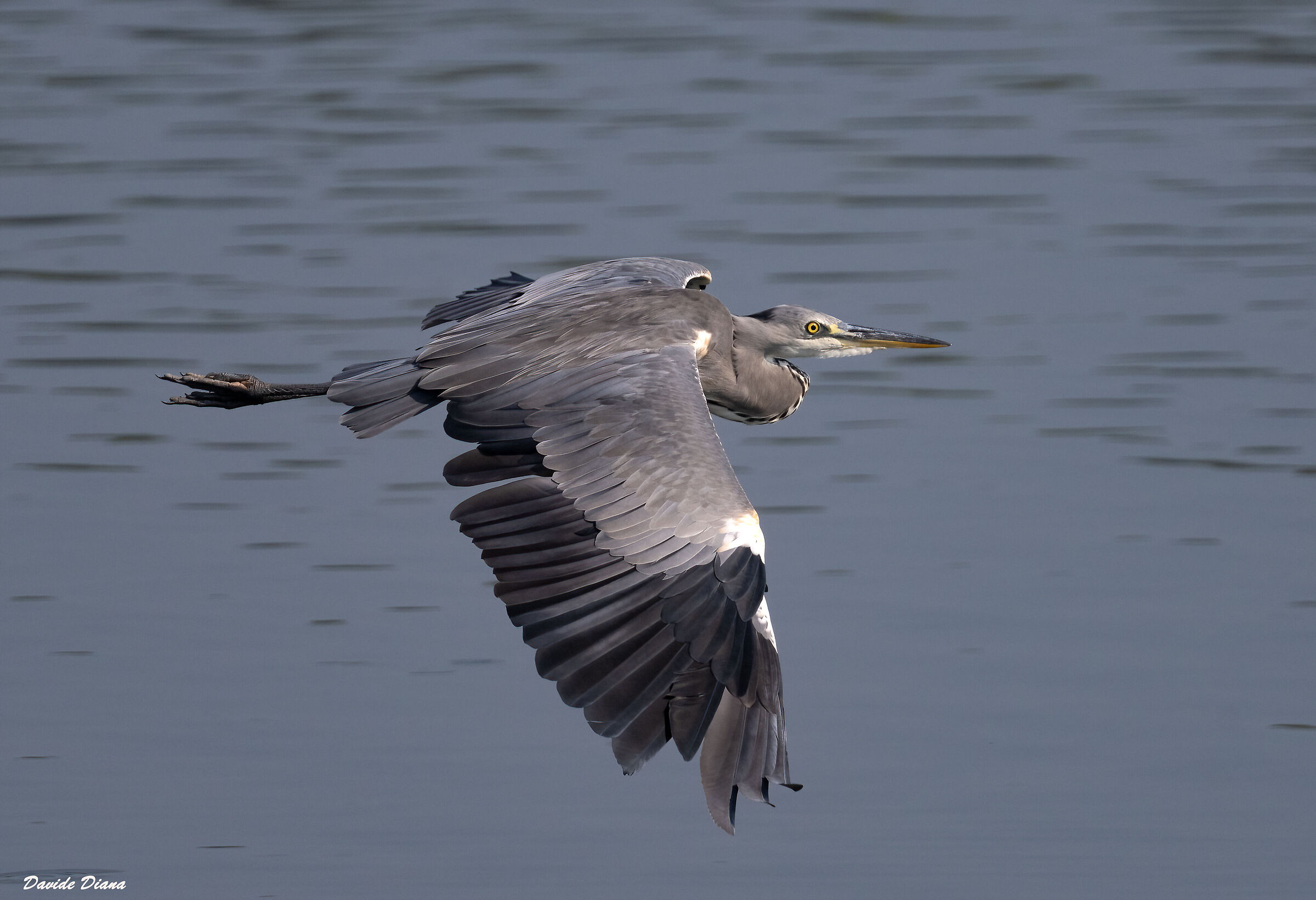 Grey heron
