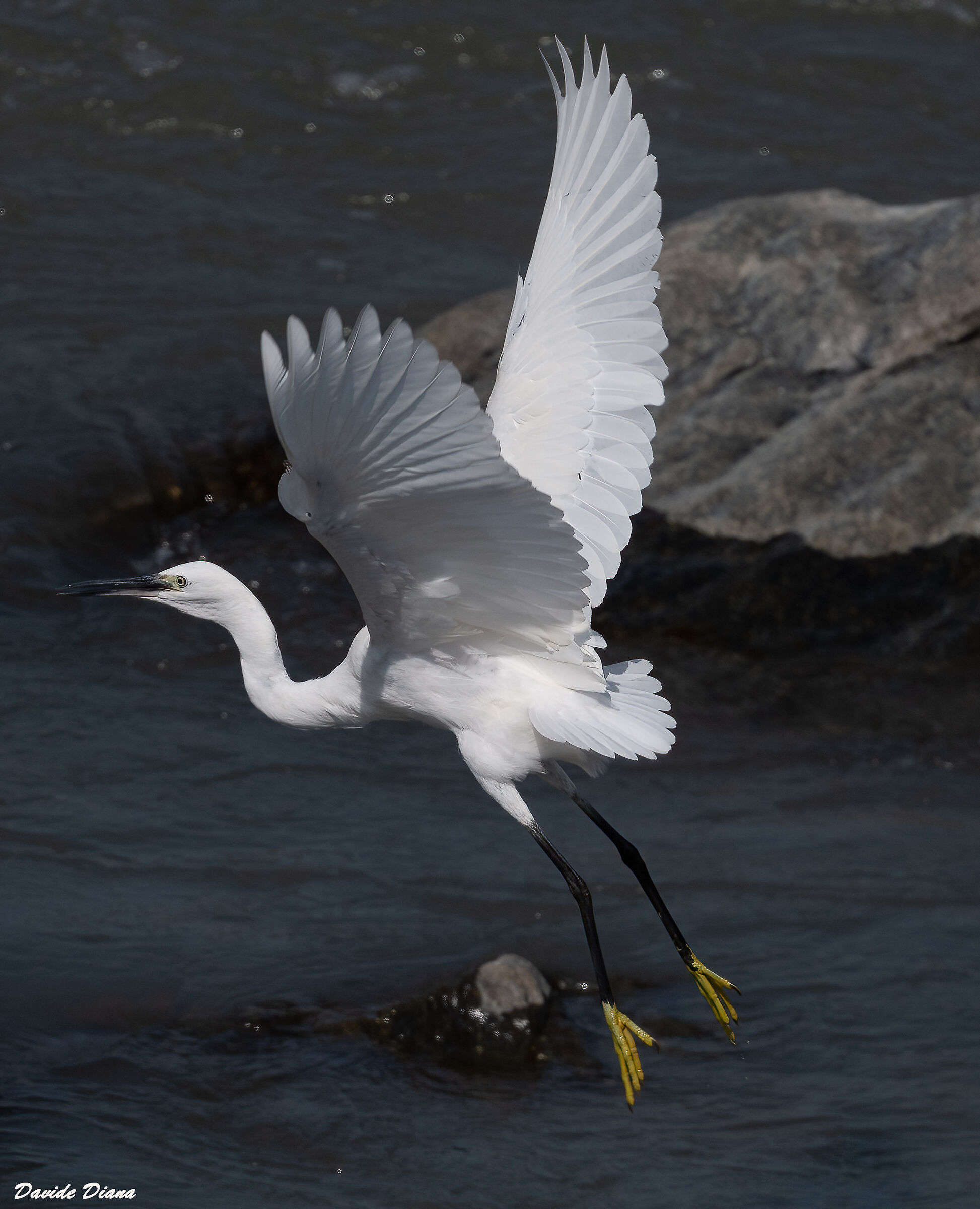 Egret