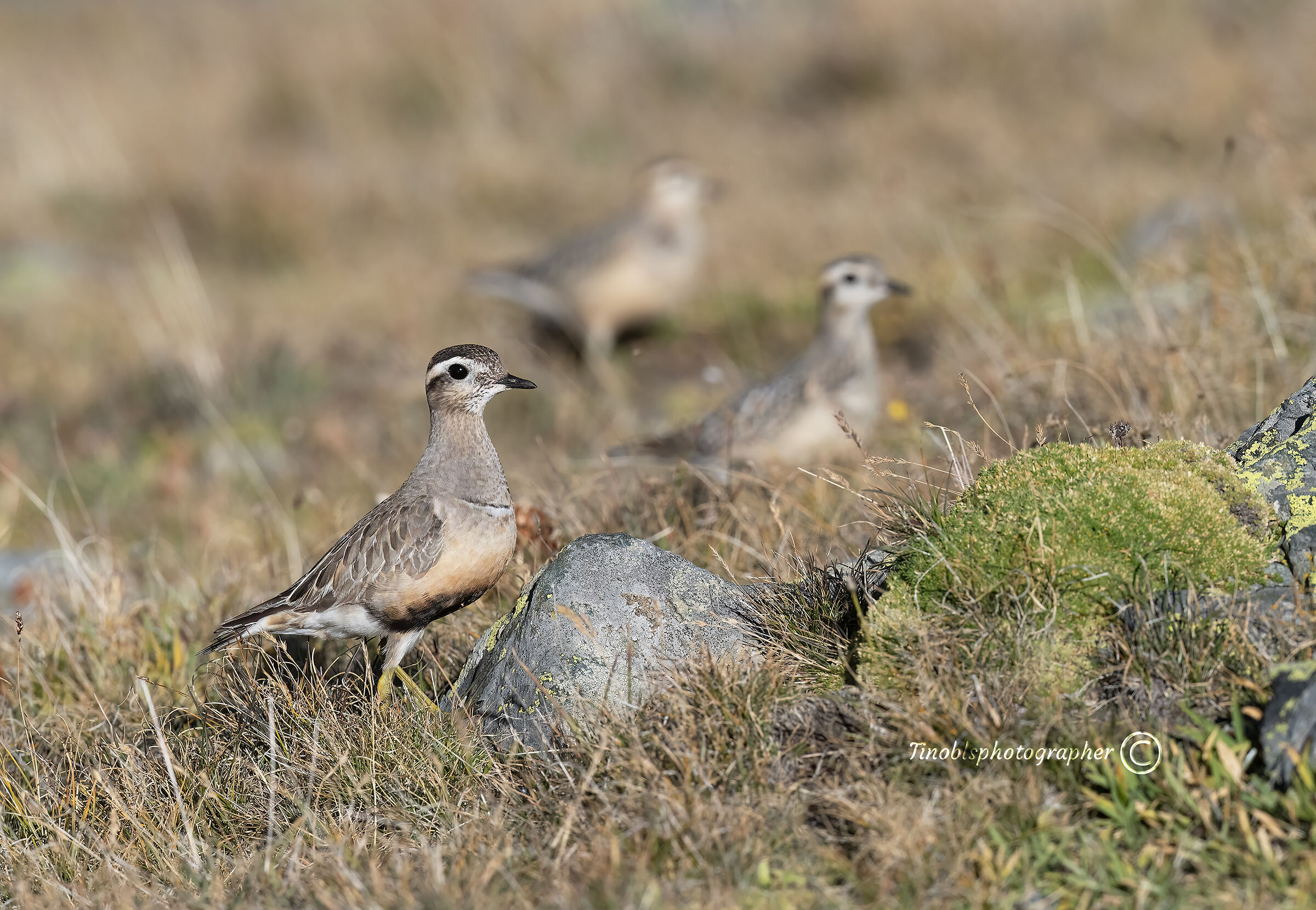 Tortolino Plover (Charadrius morinellu)