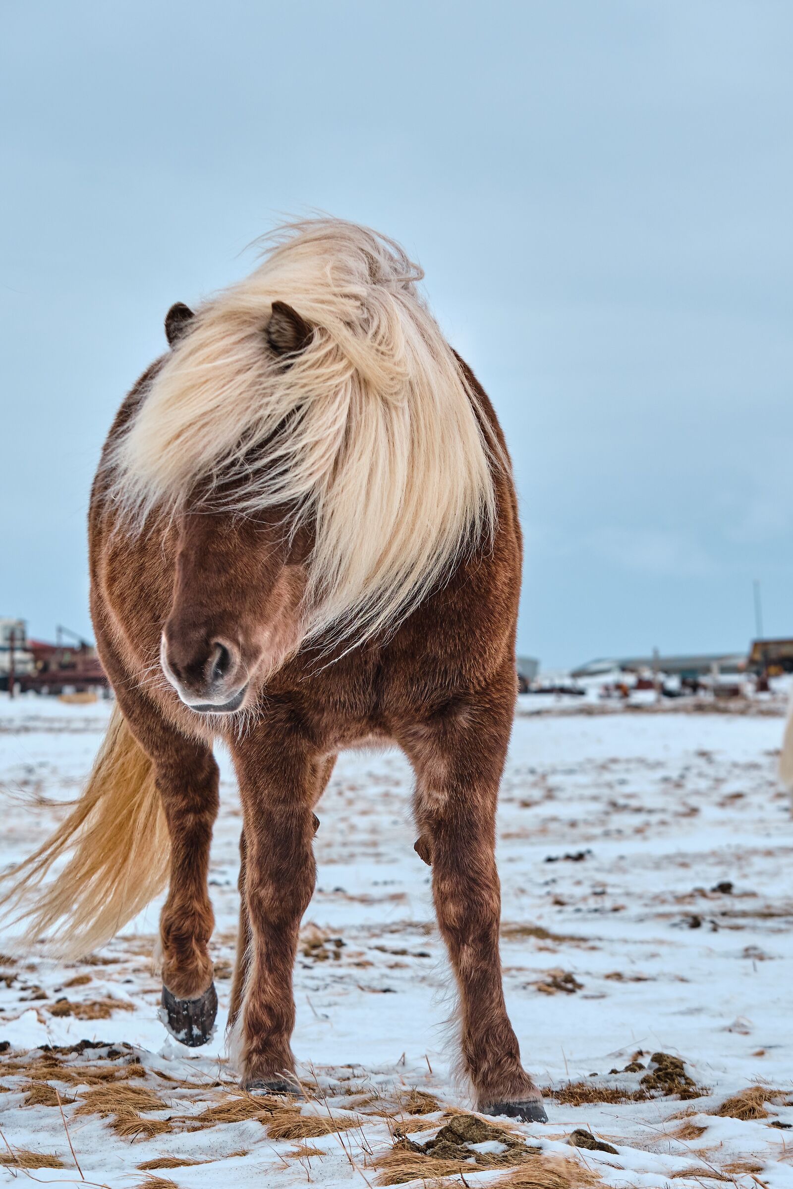 Icelandic horse