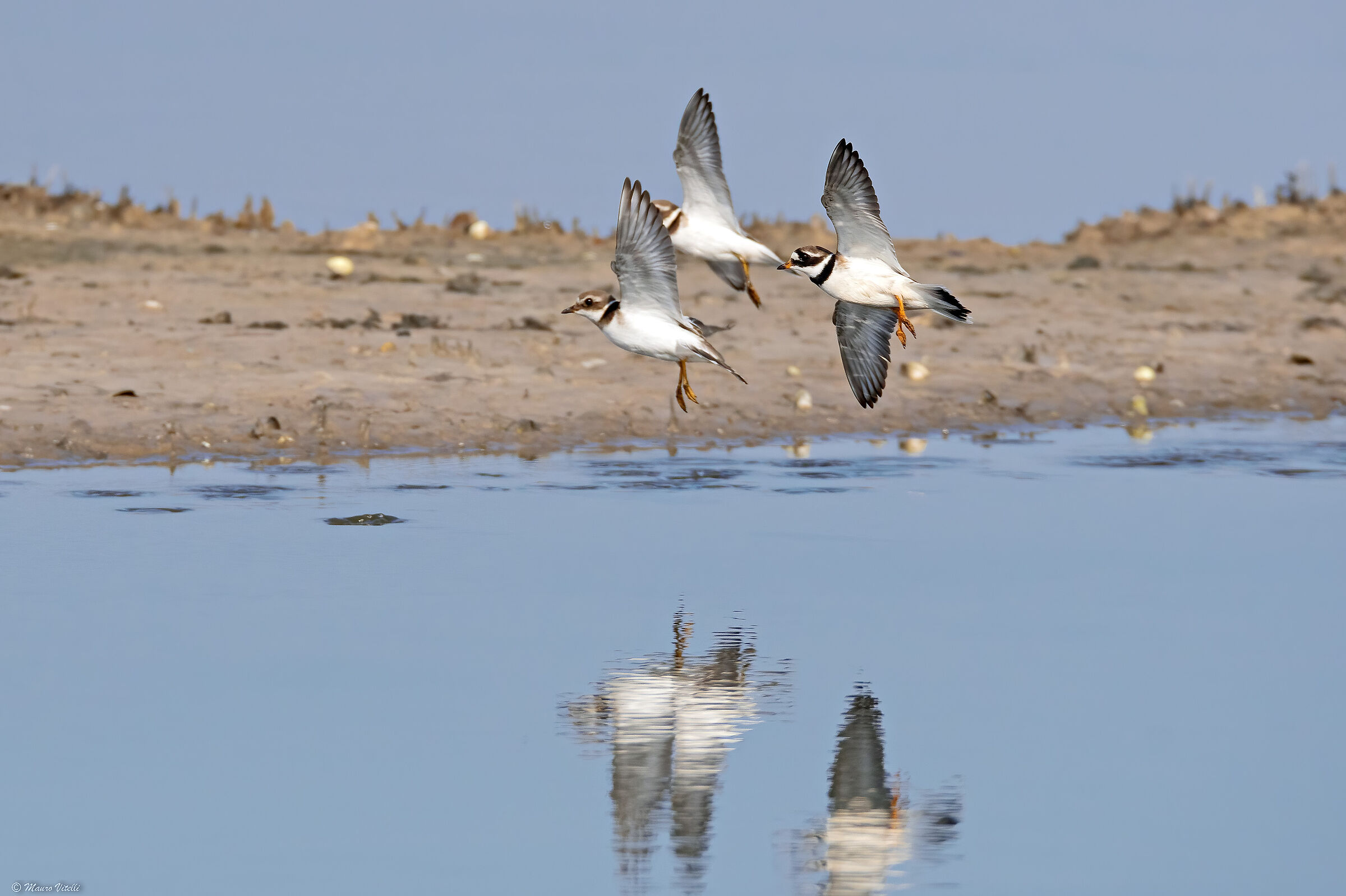 Big courier (Charadrius hiaticula)