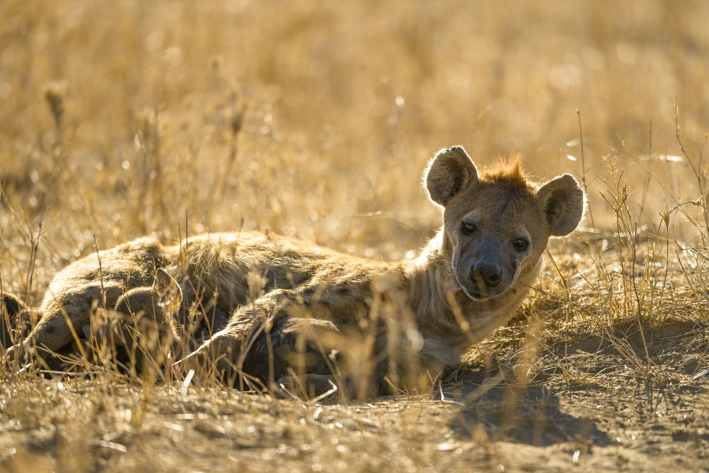Hyena, Serengeti.