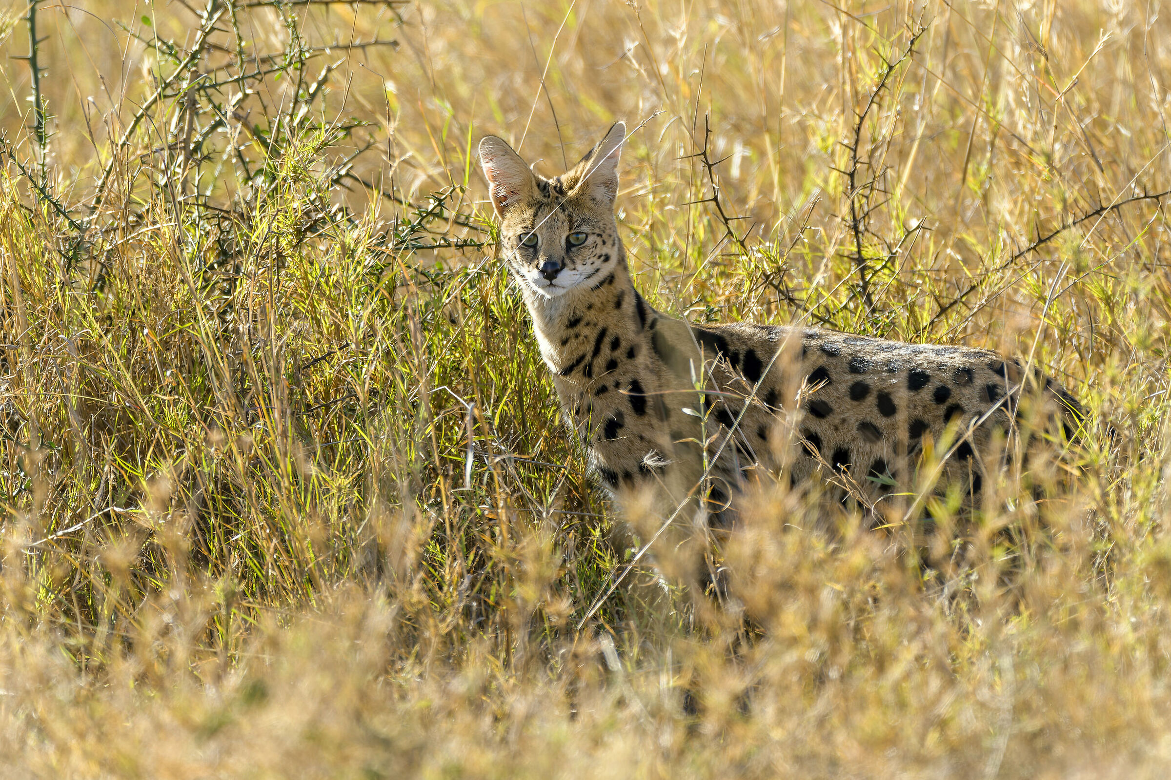 Serval, Serengeti.